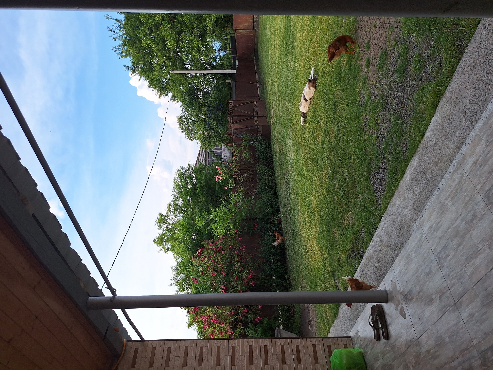 This is an outdoor, eye-level, vertical, slightly rotated photograph of a yard. In the foreground, a wooden overhang with a grey metal roof and support beam is visible on the left. A grey metal pipe runs horizontally across the middle of the frame. To the right of the pipe, a patio or walkway is tiled with light brown and grey square tiles. A pair of dark brown flip-flops rests on the tiled surface. Further right, a bright green plastic bag is partially visible.
The middle ground of the image shows a well-maintained green lawn. A light-colored dog with brown and white markings is lying down on the grass. A solid brown dog is standing and walking away from the camera. Two chickens are visible on the lawn; one is foraging and another is standing. In the background, a dense green bush with pink flowers is prominent. Behind the bush, a weathered wooden fence and a dark metal gate are visible. Trees with lush green leaves form a backdrop. The sky above is bright blue with scattered white clouds.
The scene suggests a warm, sunny day, likely in the late morning or afternoon, given the bright light and clear sky. The presence of domestic animals and the rural-looking fence and gate suggest a residential setting in a non-urban area. The overall atmosphere is peaceful and domestic. No visible text is present in the image. The location is Zeda Sazano, Georgia.