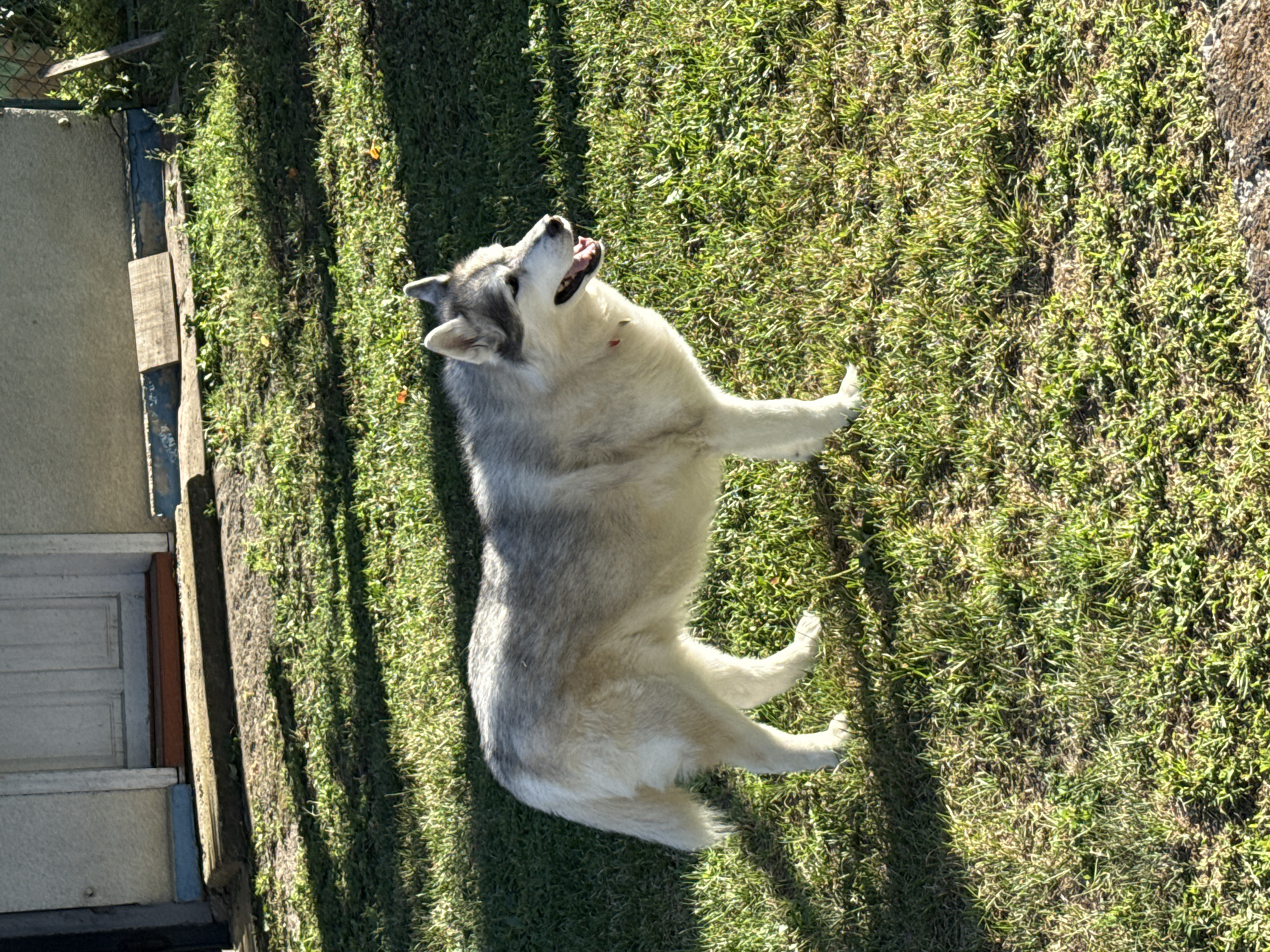 A medium shot captures a Siberian husky standing on a grassy lawn. The dog is light gray and white, with its mouth open and tongue visible, suggesting it might be panting or panting. It wears a red collar. The dog is positioned in the center of the frame, facing to the right. The background features a light-colored building with a white door, a concrete step, and some wooden planks. Shadows from trees or other objects are cast across the lawn and building, indicating it is daytime. The environment appears to be an outdoor residential setting.