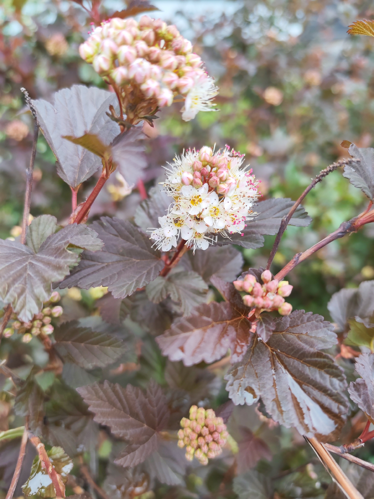 The image shows a close-up of a flowering shrub with dark purple leaves and clusters of small white and pink flowers. The plant is in partial bloom, with some buds still closed and other flowers fully open. The background is blurry, suggesting a garden or park setting. The specific location in Izhevsk, Russia, cannot be determined from the image alone. There are no people visible in the picture. The main subjects are the plant and its flowers. There are no actions or interactions taking place in the scene. The environment is a natural outdoor setting with other plants in the background.