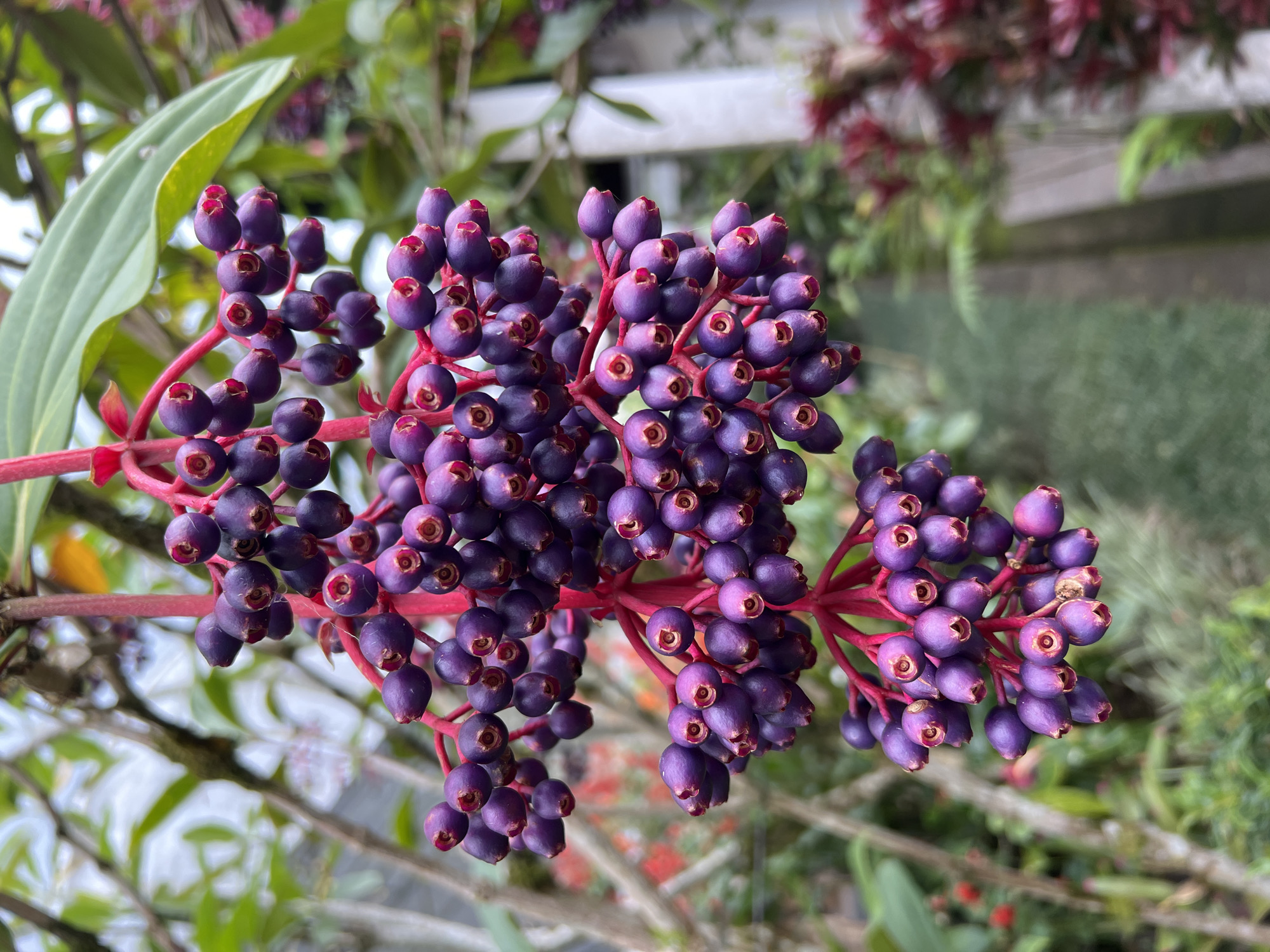 A close-up, vertical shot depicts a cluster of ovoid dark purple fruits or berries, each approximately 1-2 cm in length, with a visible reddish-pink stigma at its apex. These fruits are densely arranged on bright red pedicels and peduncles, forming several cascading sub-clusters that stem from a thicker central red stalk. The background consists of out-of-focus green foliage, including broad leaves and other plant species, some with red or reddish-purple hues, creating a vibrant botanical environment. A blurred white vertical structure is visible on the right side of the frame. The scene is illuminated by natural light, originating from Candikuning, Indonesia. No human subjects, actions, or interactions are present.