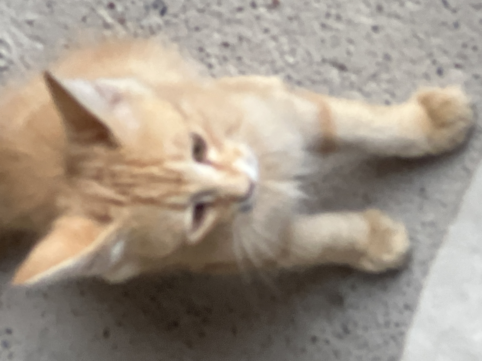 A blurry, overhead, close-up shot shows an orange kitten sitting on a grey, speckled ground, possibly concrete. The kitten's fur is a light orange with faint tabby markings. It is looking downwards, with its ears perked up. The background is indistinct and appears to be a continuation of the ground. The lighting is soft and diffused.