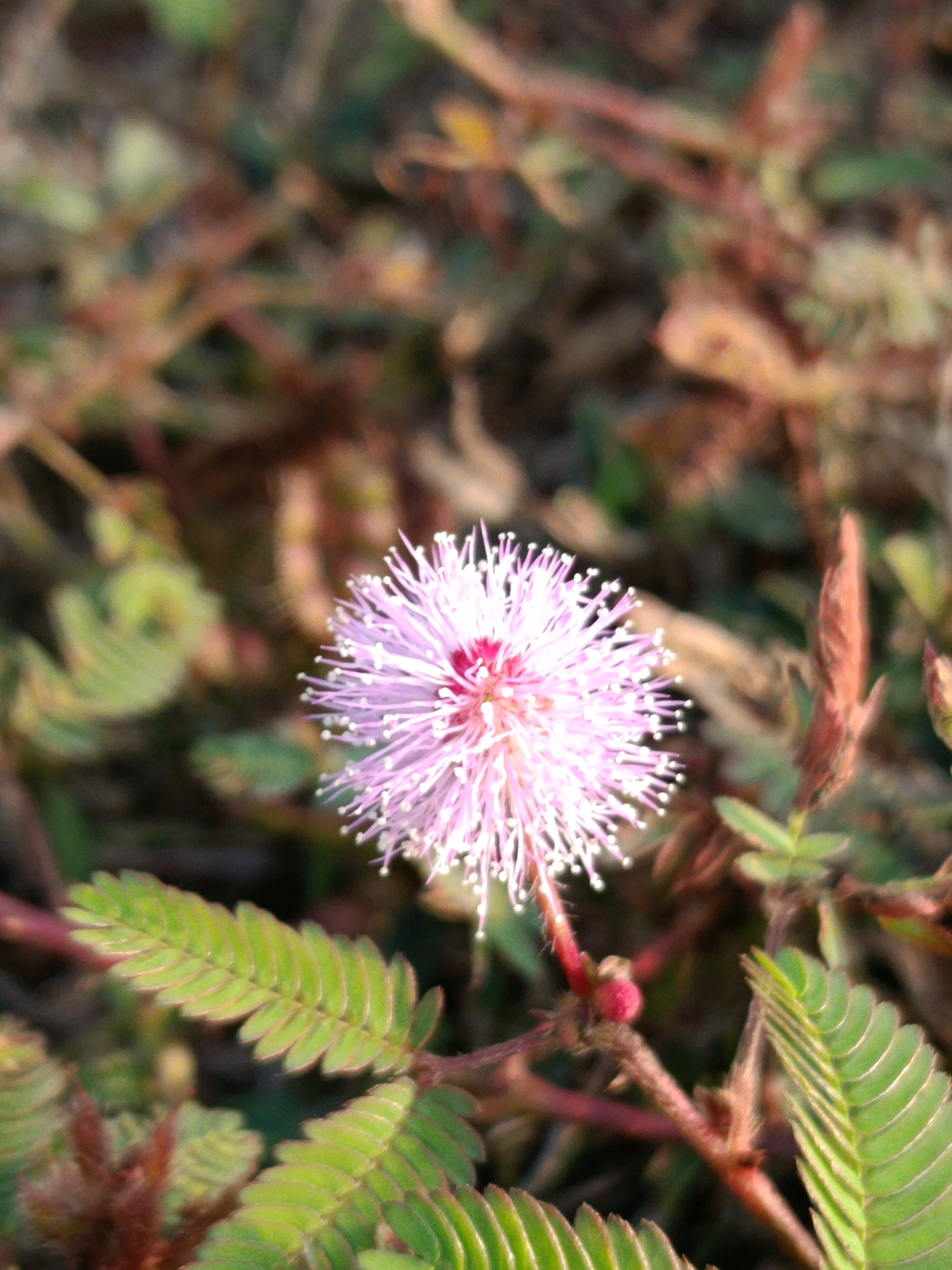 A single, fluffy, light pink flower with a bright pink center is in sharp focus in the center of the frame. The flower is surrounded by feathery green leaves. The background is a blur of brown and green foliage, suggesting an outdoor natural setting. The image is likely a close-up photograph taken in Sarwadadi, Indonesia, focusing on the delicate details of the plant life.