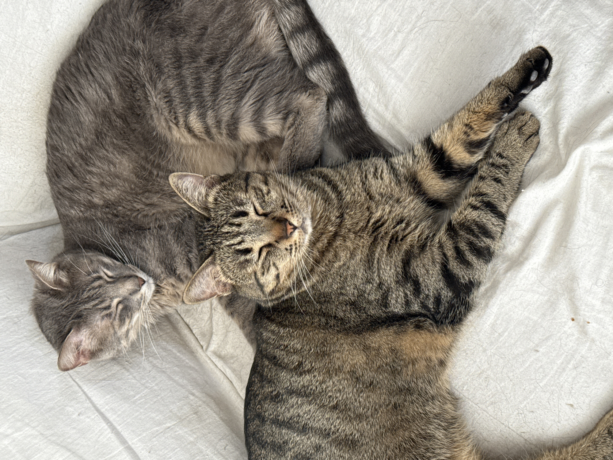 Two tabby cats are depicted resting on a light-colored, possibly white, fabric surface, likely a bed sheet or blanket. The setting appears to be indoors, creating a serene and cozy atmosphere.
In the foreground, one tabby cat, predominantly brown and black striped, is lying on its back with its front paws stretched upwards, revealing its paw pads. Its eyes are nearly closed, indicating a state of deep relaxation or sleep, with a gentle expression on its face. Its head is slightly tilted.
Behind and to the left of this cat, a second tabby, with grey and darker grey stripes, is curled up, with its back and side visible. Its head is also visible, resting peacefully with closed eyes, nestled close to the first cat. The striped patterns of both cats are distinct, characteristic of tabby markings.
The fabric beneath them shows some wrinkles and minor imperfections, such as small specks of lint or dust, suggesting a lived-in environment. The lighting is soft and even, without harsh shadows, which enhances the tranquil mood. No specific time of day or weather conditions are directly discernible from the image, but the cats' sleep suggests a quiet period. There are no visible location cues within the image itself, though the provided context places the general location in Puebla, Mexico. No text is visible in the media file. The overall impression is one of comfort, warmth, and peaceful companionship between the two felines.