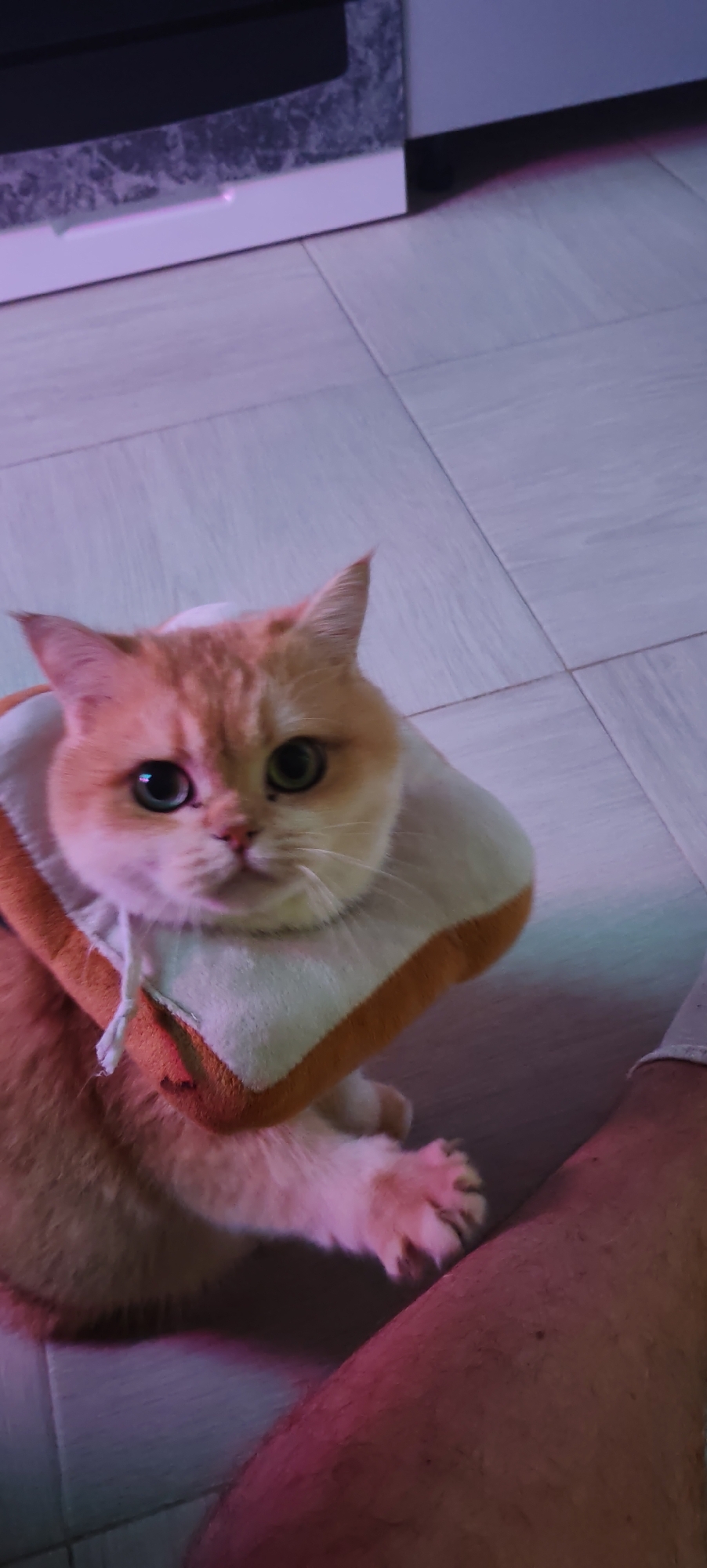 A ginger and white cat is the primary subject of this close-up, high-angle shot. The cat is wearing a plush Elizabethan collar that resembles a slice of bread, complete with a white "crust" and a brown "crust" trim. The cat's large, green eyes are looking directly at the camera with a curious expression. Its ears are perked up, and its front paws are visible, one of which is extended slightly. The cat is positioned on a tiled floor, which appears to be made of light-colored square tiles. In the background, a dark object, possibly furniture or an appliance, is visible with a marbled pattern on its surface. There are also areas of purplish and pinkish light in the scene, likely from artificial lighting. A portion of a person's leg and foot, wearing a white sock, is visible in the lower right corner of the frame, suggesting the person is sitting or kneeling. The lighting and the presence of the collar suggest the cat might be recovering from a medical issue. The overall mood is informal and domestic.
