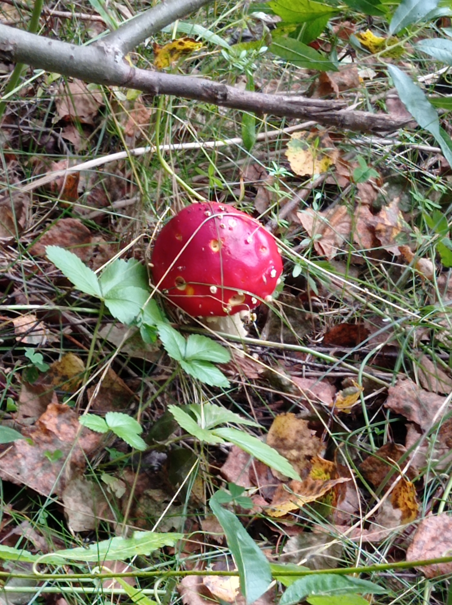 In a forest floor environment, a single red mushroom with white speckles is centered in the frame. The mushroom has a red cap with several white dots and appears to be partially eaten. It is surrounded by dry brown leaves, green grass, and fallen twigs. A gray branch runs horizontally across the upper portion of the image, partially obscuring the background. The scene is natural and appears to be in a wooded area.