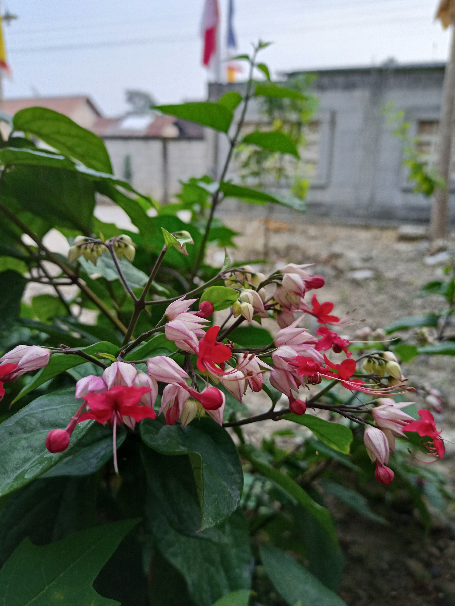 A close-up, low-angle shot showcases a cluster of bleeding heart flowers (Clerodendrum thomsoniae) in bloom, their delicate pink and white sepals forming a backdrop for vibrant red inner petals and long, thread-like stamens. The flowers hang in cascading racemes from dark, woody stems, interspersed with large, dark green, ovate leaves. Some flowers are in bud, appearing as swollen, teardrop-shaped structures. The foreground is dominated by the lush foliage of the plant, with a few water droplets visible on the leaves, suggesting recent rain or watering.
In the background, the scene opens to an outdoor environment. A weathered, grey concrete building with two rectangular windows, partially obscured by vegetation, forms a significant part of the mid-ground. The building appears to be a residential or storage structure. Beyond the building, a blurred view of other houses with terracotta-tiled roofs can be seen. In the far background, the sky is overcast and a pale grey. Several flags, one red and white, and another yellow, are visible, fluttering gently against the sky, indicating a public or residential area. The ground is covered with a rough, gravelly texture. The overall impression is of a garden or yard in a semi-urban or rural setting. The presence of flags suggests a location in Indonesia, possibly Karangtalun, given the context provided. There are no people visible in the image. The composition focuses on the intricate beauty of the flowers, with the background providing environmental context.