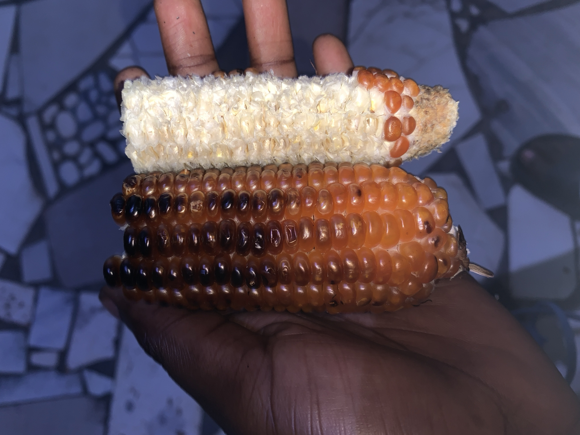 A person is holding two ears of corn in their hand. One ear of corn is mostly bare, with only a few kernels remaining on one end. The other ear of corn is still covered in kernels, but they appear to be burnt or discolored. The background shows a tiled surface. The location is assumed to be in the city of New Stadium, Nigeria. No other details are available from the image.