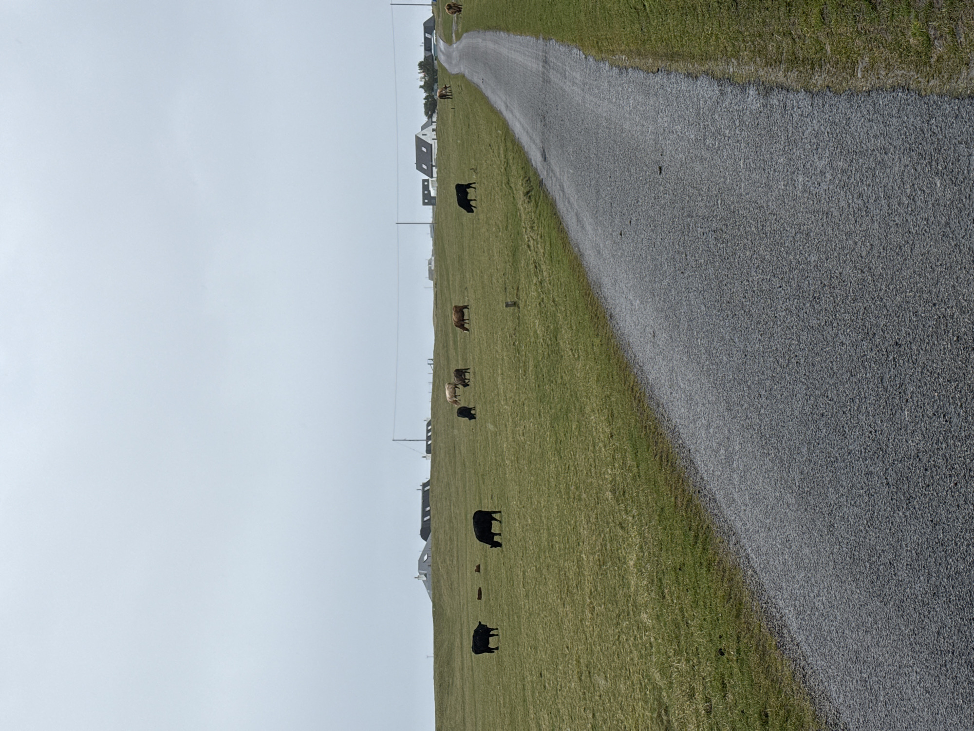 A view of a gravel road curving through a green field under a cloudy sky. A small herd of cattle grazes in the field to the left of the road. In the distance, a line of houses is visible along the top of the hill. The location is in the city of Unknown, Unknown.