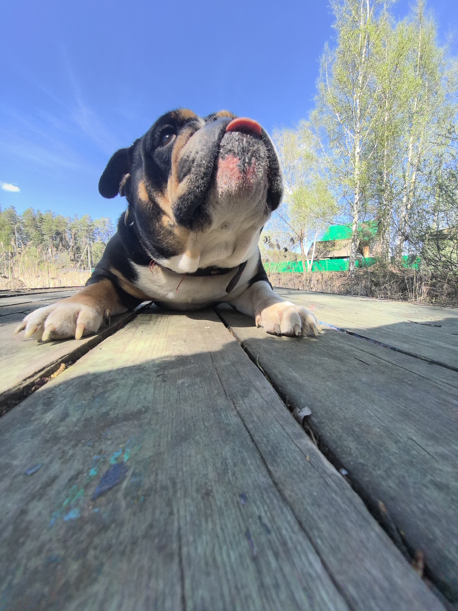 An extreme low-angle shot depicts a black, white, and tan Bulldog with its tongue slightly protruding. The dog is lying on weathered wooden planks, likely a deck or pier. Patches of blue paint are visible on the wooden planks.
In the background, trees form a treeline, suggesting a forested or park-like area. A green-roofed building is partially visible behind the trees. The sky is blue with a few scattered clouds.
The photograph was taken in Noviy, Russia.