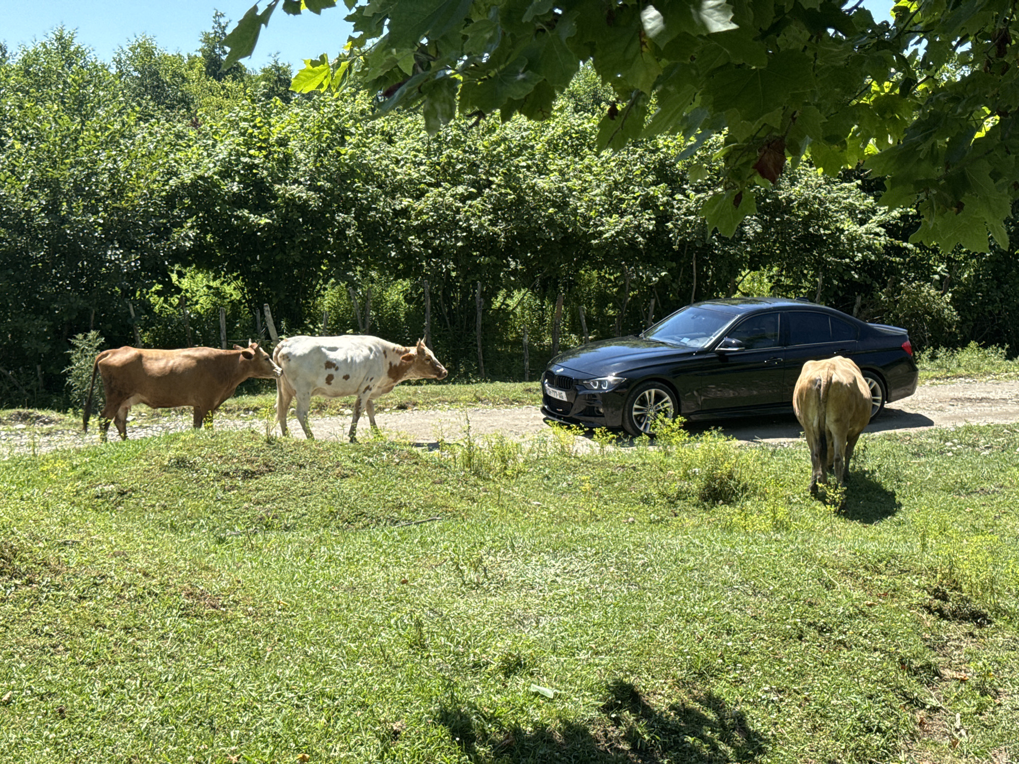 In Darcheli, Georgia, a black sedan is parked on a dirt road adjacent to a grassy field. Three cows are present in the field. One cow, predominantly brown, stands to the left, facing right. Another cow, white with brown spots, is positioned in the center, also facing right. A third cow, a solid tan color, stands to the right, facing away from the camera. Dense green foliage forms the background, with a clear blue sky visible above. The scene is lit by bright sunlight, casting shadows on the ground.