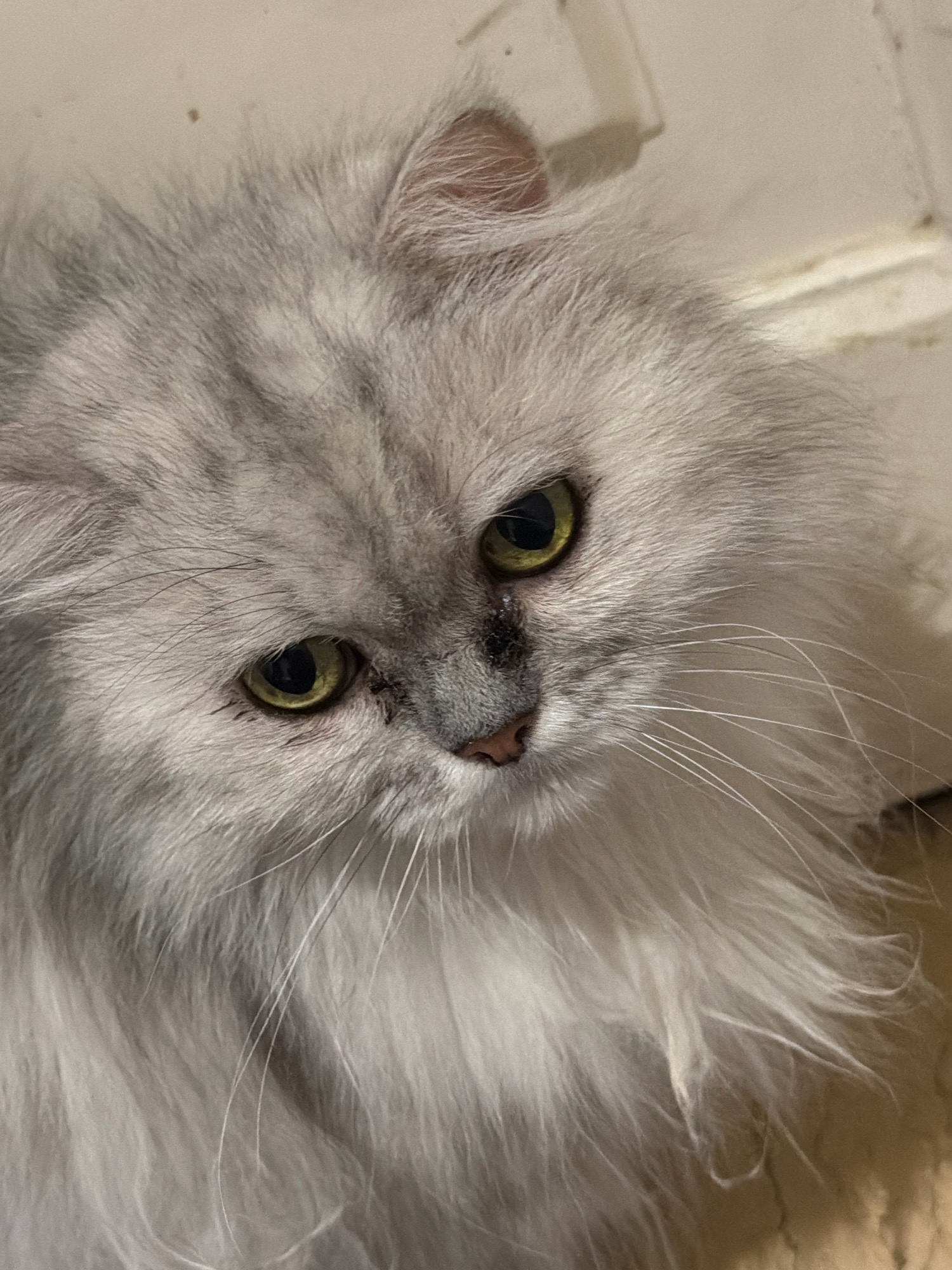 The image shows a close-up of a fluffy, light grey Persian cat's face. The cat has large, round yellow-green eyes with dark pupils. There is some dark staining around the left eye and on the bridge of its nose. The cat's fur is long and soft, with grey and white tones. The background is out of focus and appears to be a light-colored wall with some textural elements. There is no indication of the location being Sharm El Sheikh, Egypt.