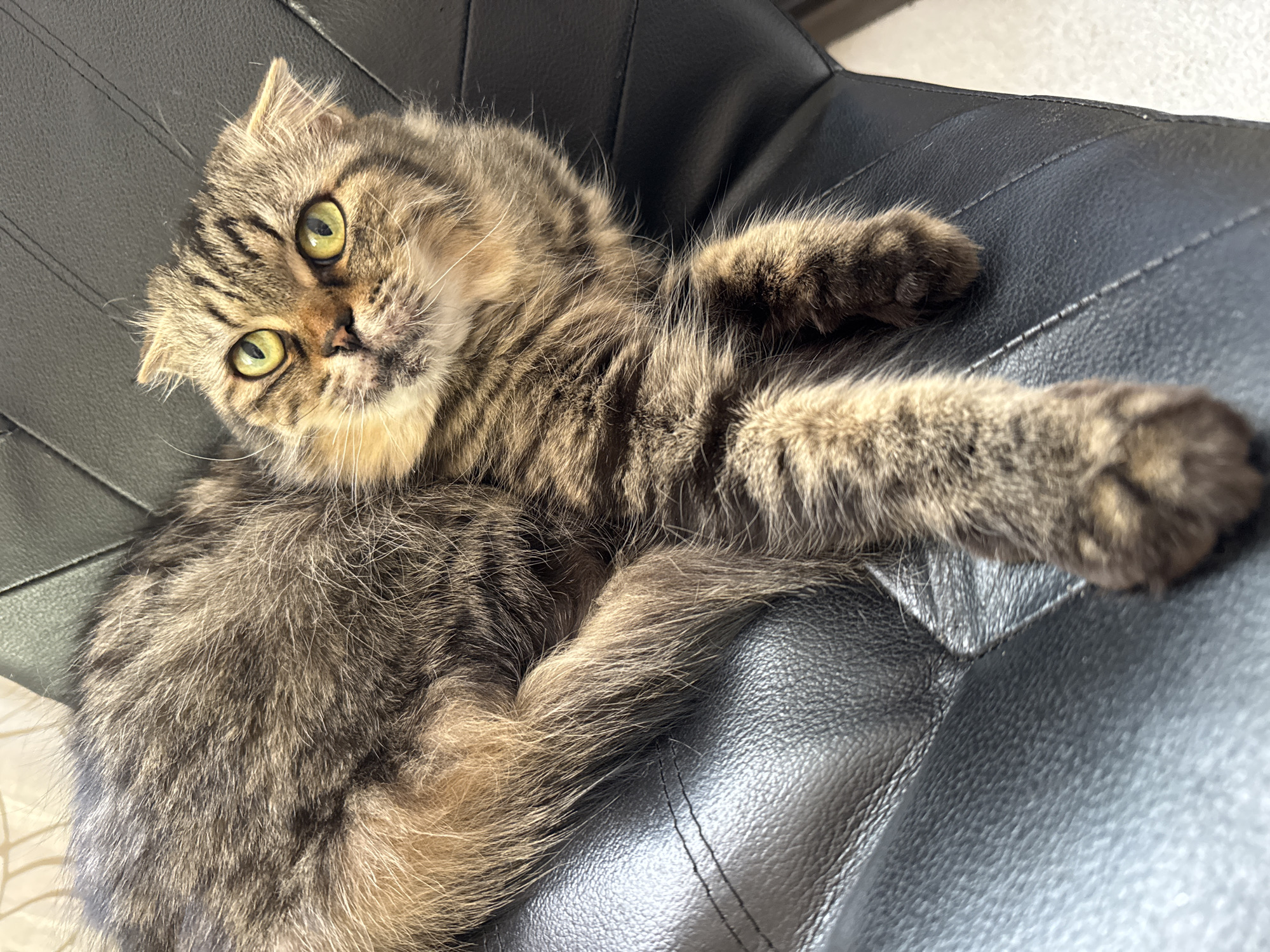 A furry, tabby cat with golden eyes lies on a black leather chair. The cat is positioned with its head angled towards the viewer and one paw extended. The background is out of focus, with a glimpse of a light-colored wall. The location is Ждановіцкі сельскі Савет, Belarus.