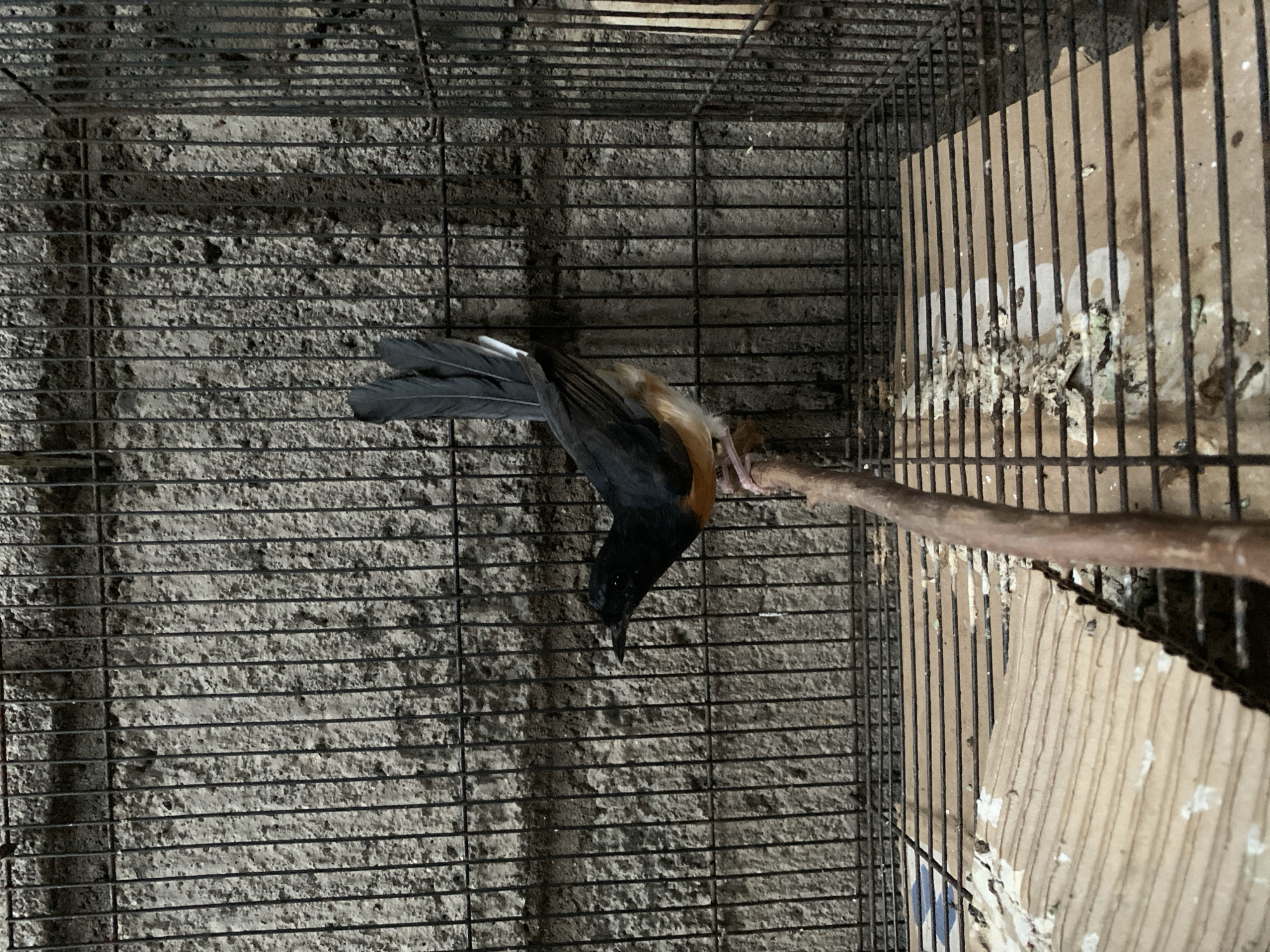 A black and orange bird is perched on a branch inside a metal cage in Tanggung, Indonesia. The cage has a wire mesh construction and a wooden floor. The wall behind the cage is made of rough concrete. The bird is facing left, with its head slightly turned towards the viewer. Its tail feathers are long and black, with white tips. The bird's body is predominantly black, with a bright orange chest and belly. It is standing on a thin, rough-barked branch. The cage floor appears to be made of wooden slats, with some cardboard placed underneath. There are visible droppings on the floor of the cage. The lighting is dim, suggesting an indoor or shaded environment.