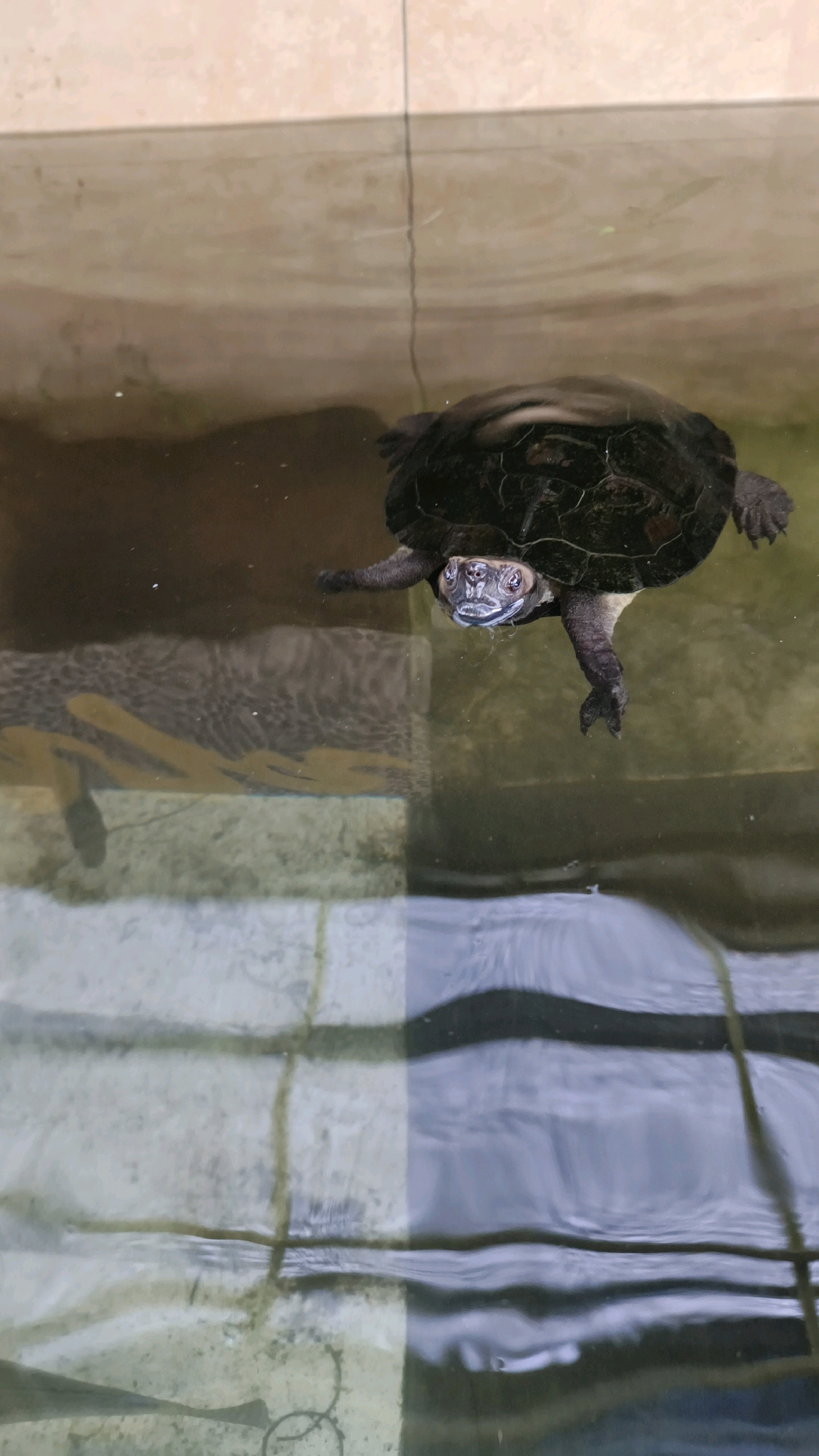 A turtle is floating on the surface of a body of water. The turtle's head is raised and it appears to be looking at the camera. The turtle's shell is dark and appears to be textured. The water is clear and there are some reflections on the surface. The background is out of focus but appears to be a wall or some kind of structure. The image was taken in Air Paoh, Indonesia.