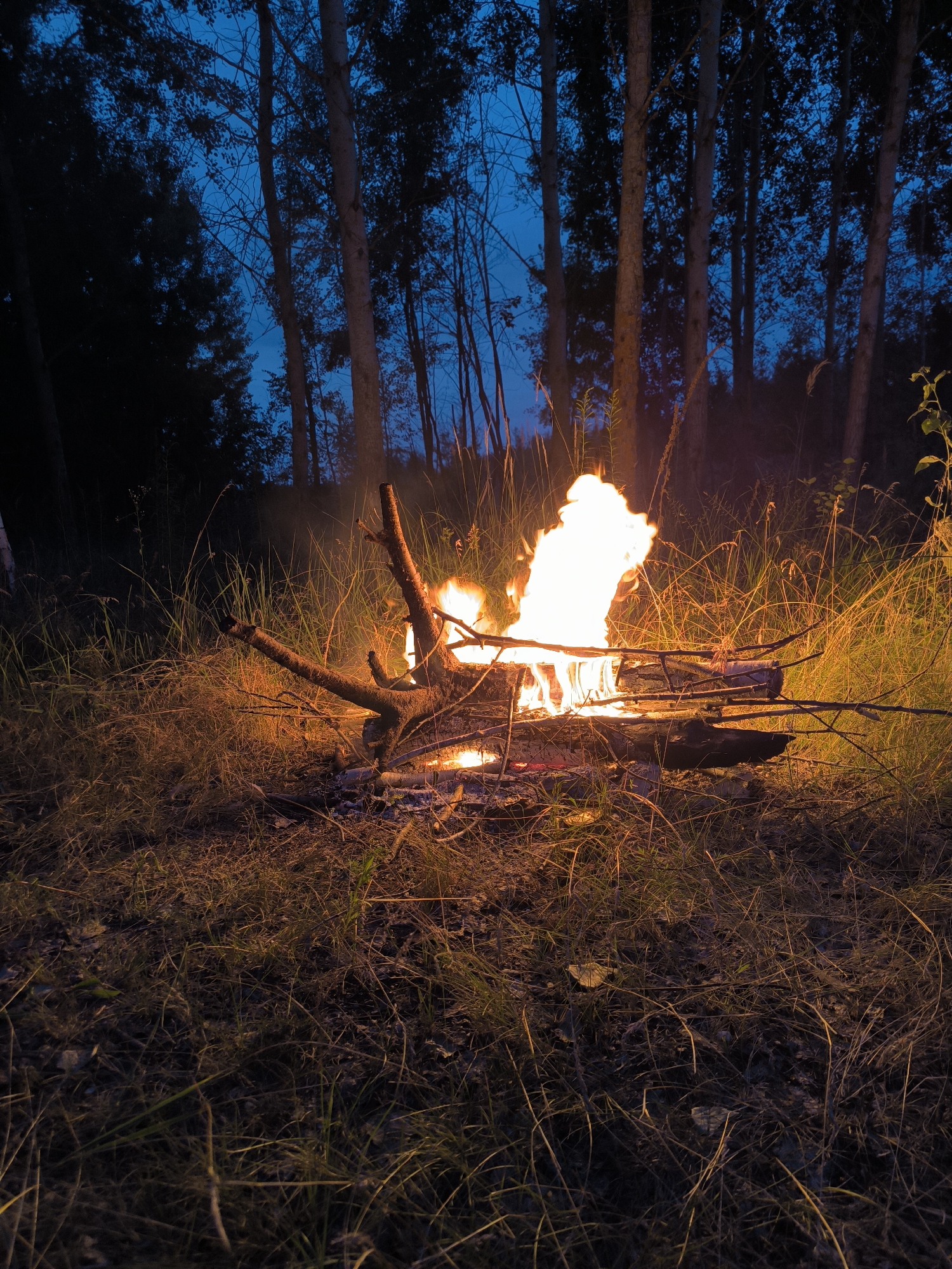 A campfire burns brightly in a forest clearing at dusk. The fire is fueled by logs and branches, and flames lick upwards into the twilight sky. Tall trees with dark green foliage surround the clearing, their silhouettes stark against the deepening blue of the evening. Dry grass and scattered leaves cover the ground around the fire, casting long shadows in the flickering light. The scene is serene and natural, evoking a sense of peace and quiet.