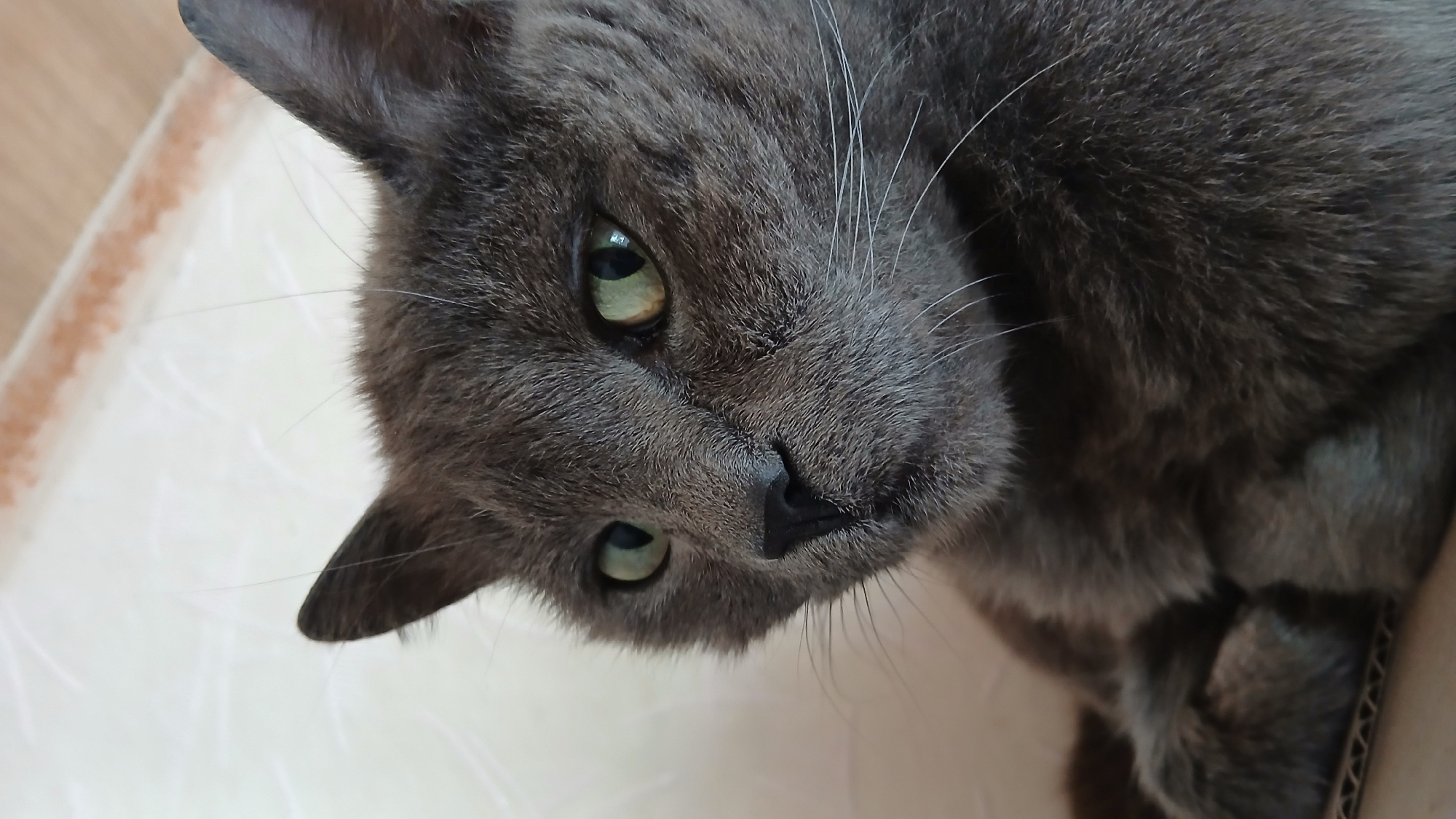 A gray cat with green eyes is looking at the camera. The cat is lying down on a white surface, possibly inside a cardboard box. The background is out of focus. The location is Unknown, Unknown.