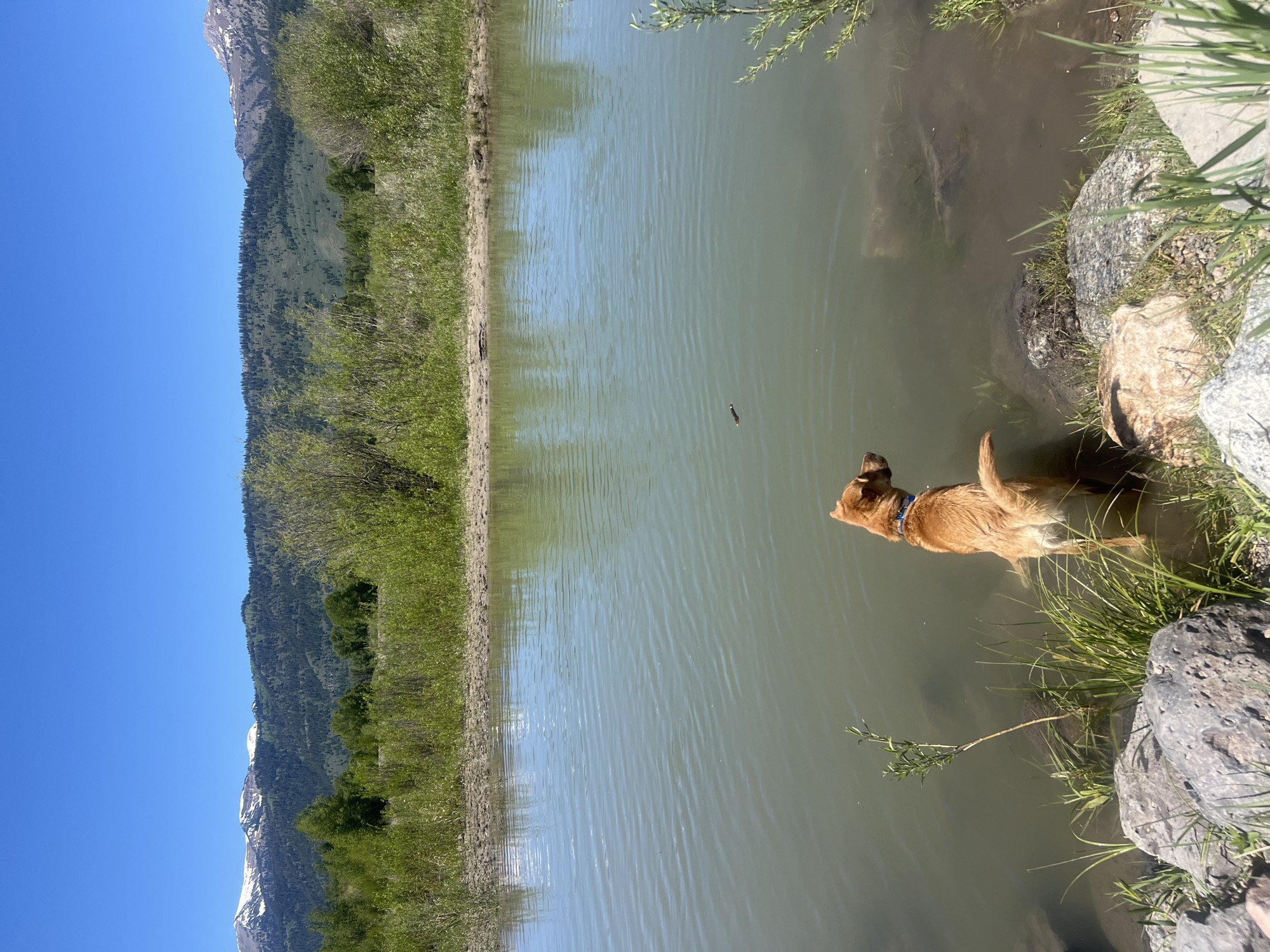 This image captures an outdoor natural scene located in Wilson, United States of America. A light brown dog, wearing a blue collar, stands in the foreground, wading in the shallow, greenish-brown water of a lake or river. The dog is positioned with its back to the viewer, facing slightly right, and appears to be looking out across the water. A small, dark, elongated object floats on the water's surface approximately midway between the dog and the far bank. The immediate shoreline in the foreground consists of various sizes of grey and light brown rocks, with patches of green grass and a small leafy plant growing near the water's edge.
Beyond the water, a dirt bank topped with green, reedy vegetation marks the far side. Further back, a dense band of green trees and bushes, featuring both lighter deciduous foliage and darker coniferous trees, stretches across the midground. In the background, prominent mountains rise, covered predominantly by dark green forests. Several of the higher mountain peaks display distinct patches of snow. The sky above is uniformly clear and bright blue, with no clouds visible.