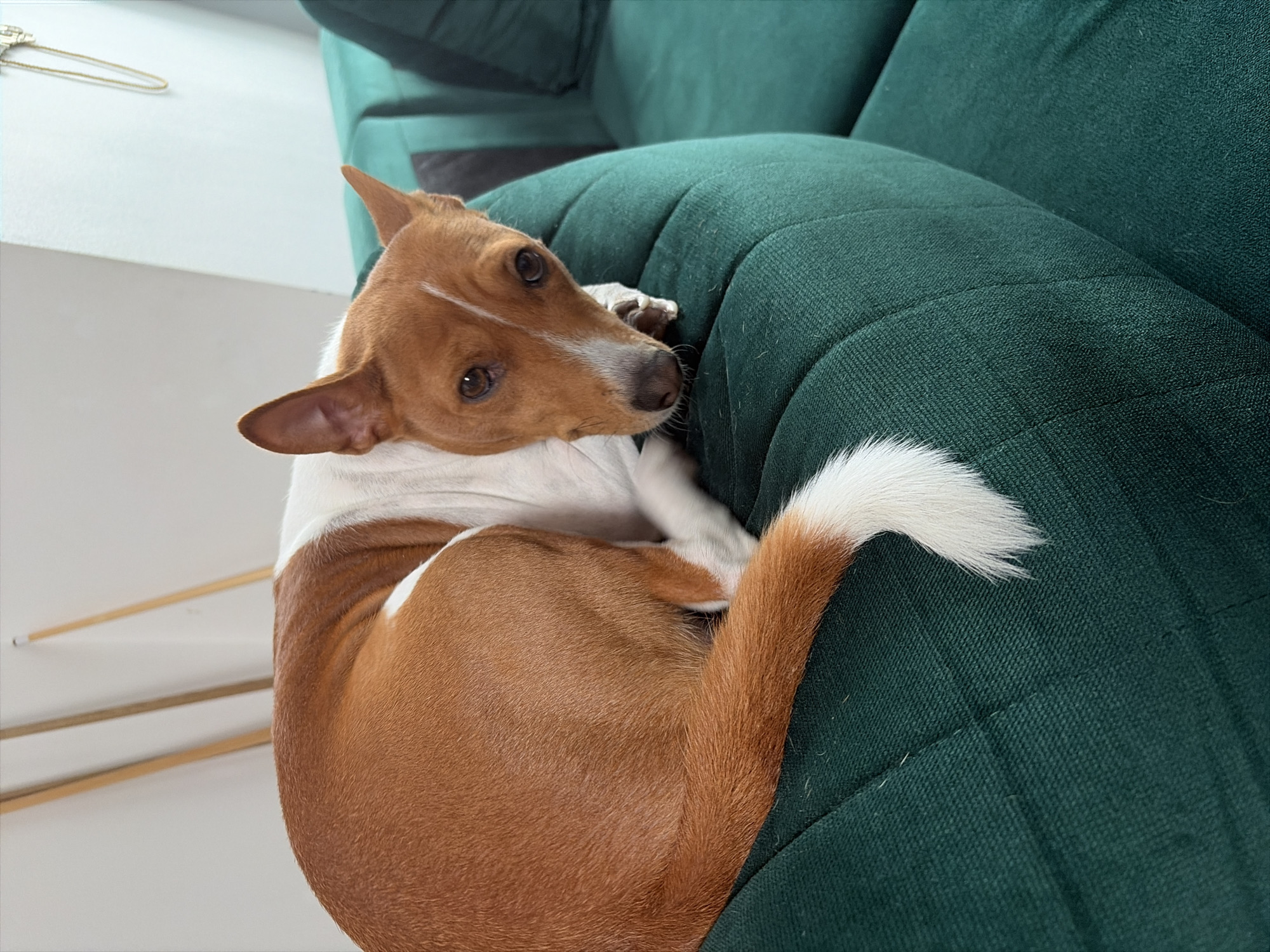 A tan and white Basenji dog is curled up on a dark green fabric sofa. The dog has brown fur on its back and tail, and a white chest and neck. Its tail has a white tip. The dog's head is raised, and it looks toward the camera. A clothes hanger is visible in the background. The location cannot be determined.