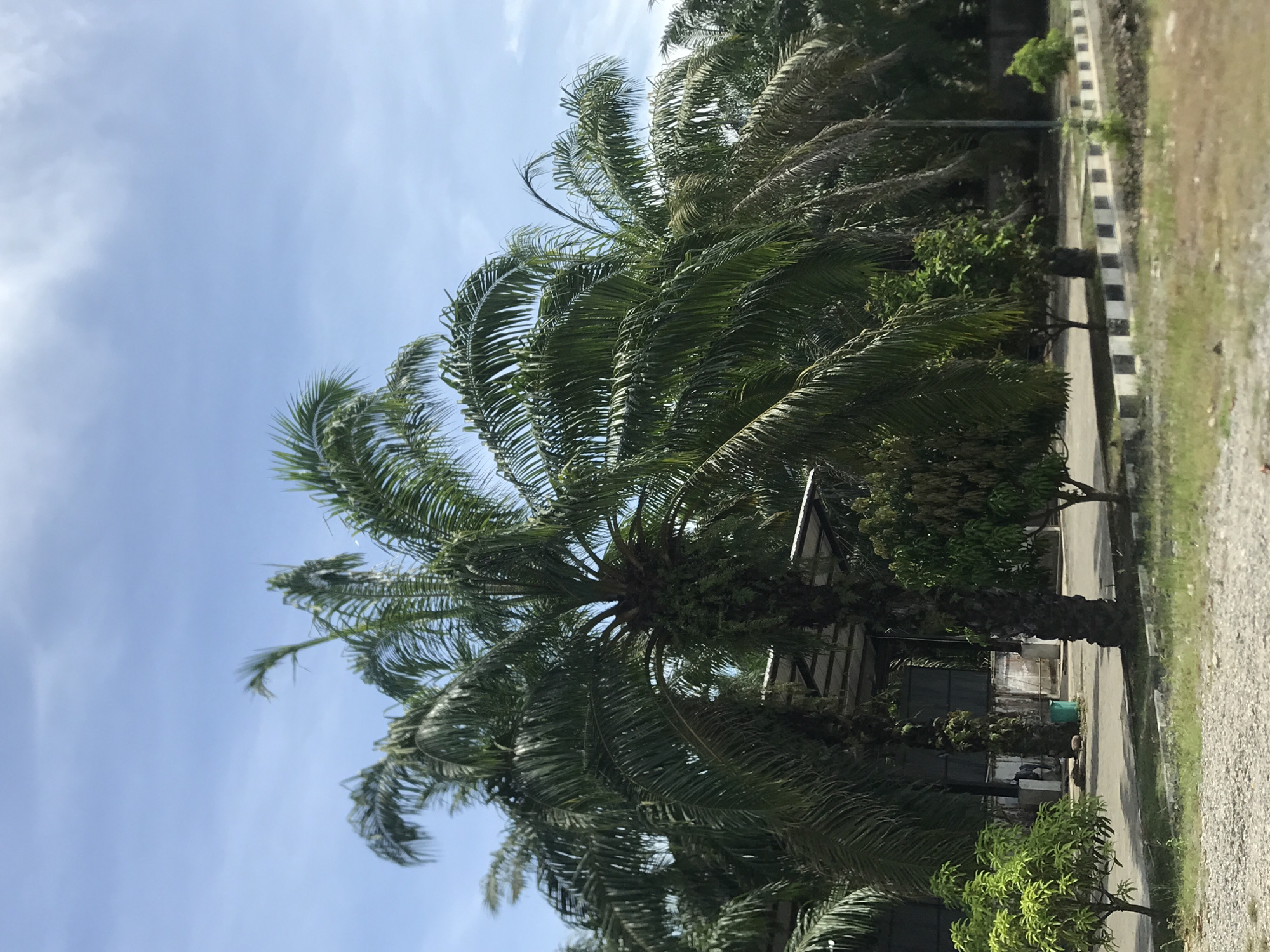 The image captures a scene in Air Hitam, Indonesia, featuring several palm trees lining a road. The trees are tall and mature, with dense foliage. A building structure is partially visible behind the trees. The road is adjacent to a curb with black and white markings, separating it from a grassy area with gravel. The sky is light blue with scattered clouds. No people are visible in the frame.