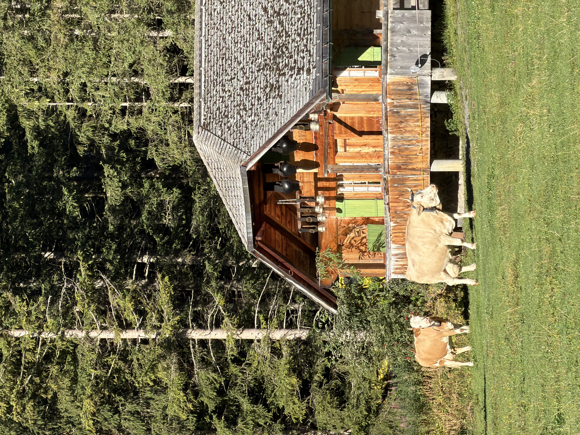 This image depicts a rustic wooden cabin nestled amongst a dense forest of tall pine trees. The cabin has a sloped, shingled roof and features green shutters on its windows and doors. In the foreground, two cows are grazing on a lush green pasture. One cow is closer to the viewer and is facing left, while the other cow is slightly further away and facing right. The scene is bathed in natural sunlight, suggesting it is daytime. The overall atmosphere is peaceful and rural. While the image itself does not explicitly state the location is Kandersteg, Switzerland, the style of architecture and the alpine scenery are characteristic of such mountainous regions.