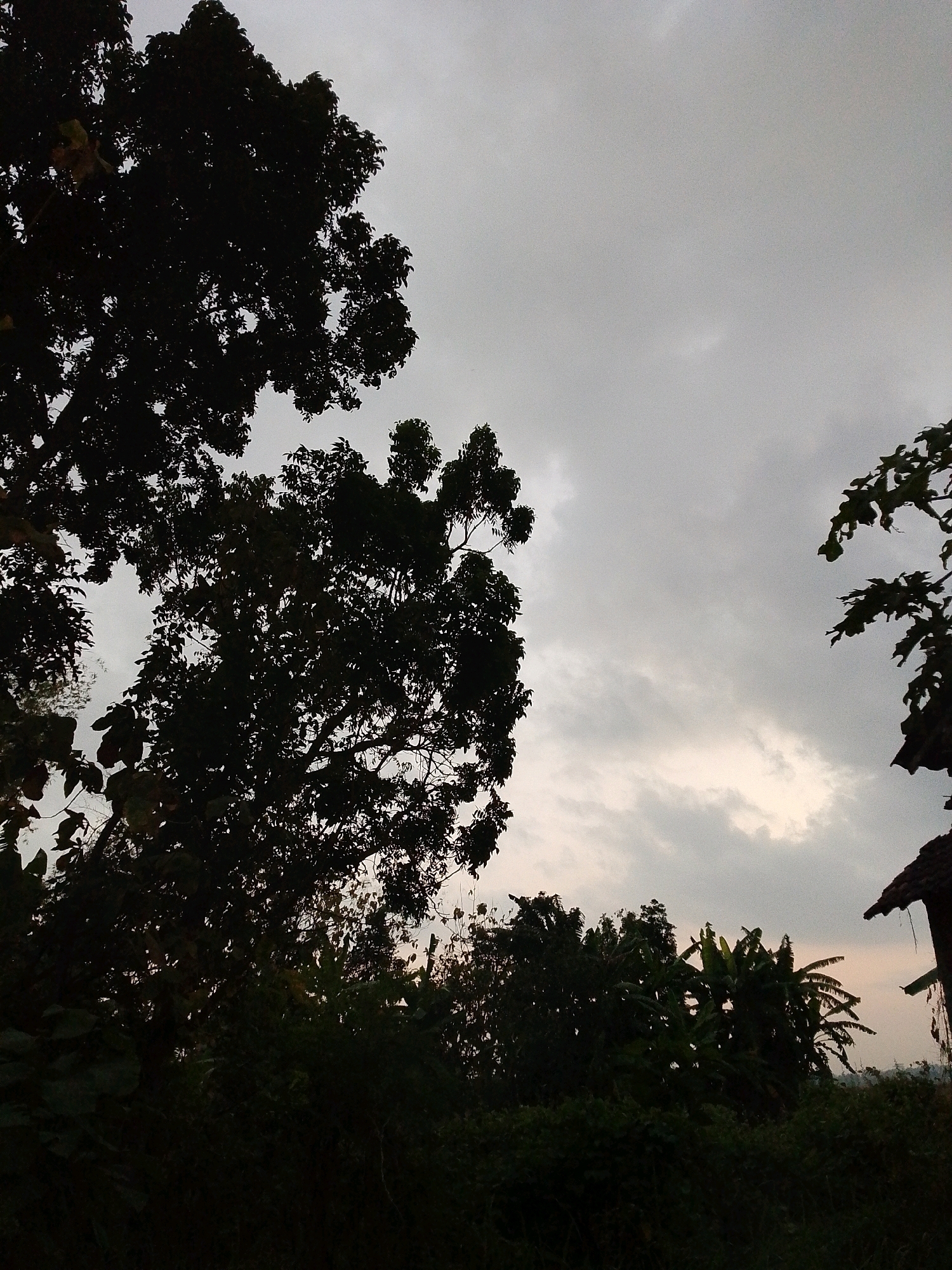 A high-angle, dimly lit outdoor shot captures a silhouette of lush foliage against a cloudy sky. The scene, located in the city of Sugio, Indonesia, is dominated by the dark shapes of trees and dense undergrowth. In the foreground, the leaves of a large tree create a textured, organic border on the left side of the frame, its branches reaching upwards. To the right, a portion of a building with a tiled roof is visible, partially obscured by more foliage. The background consists of a vast, overcast sky with subtle variations in cloud density, suggesting an impending dusk or a continuation of overcast weather. The overall impression is one of natural overgrowth and subdued light, characteristic of a tropical environment.