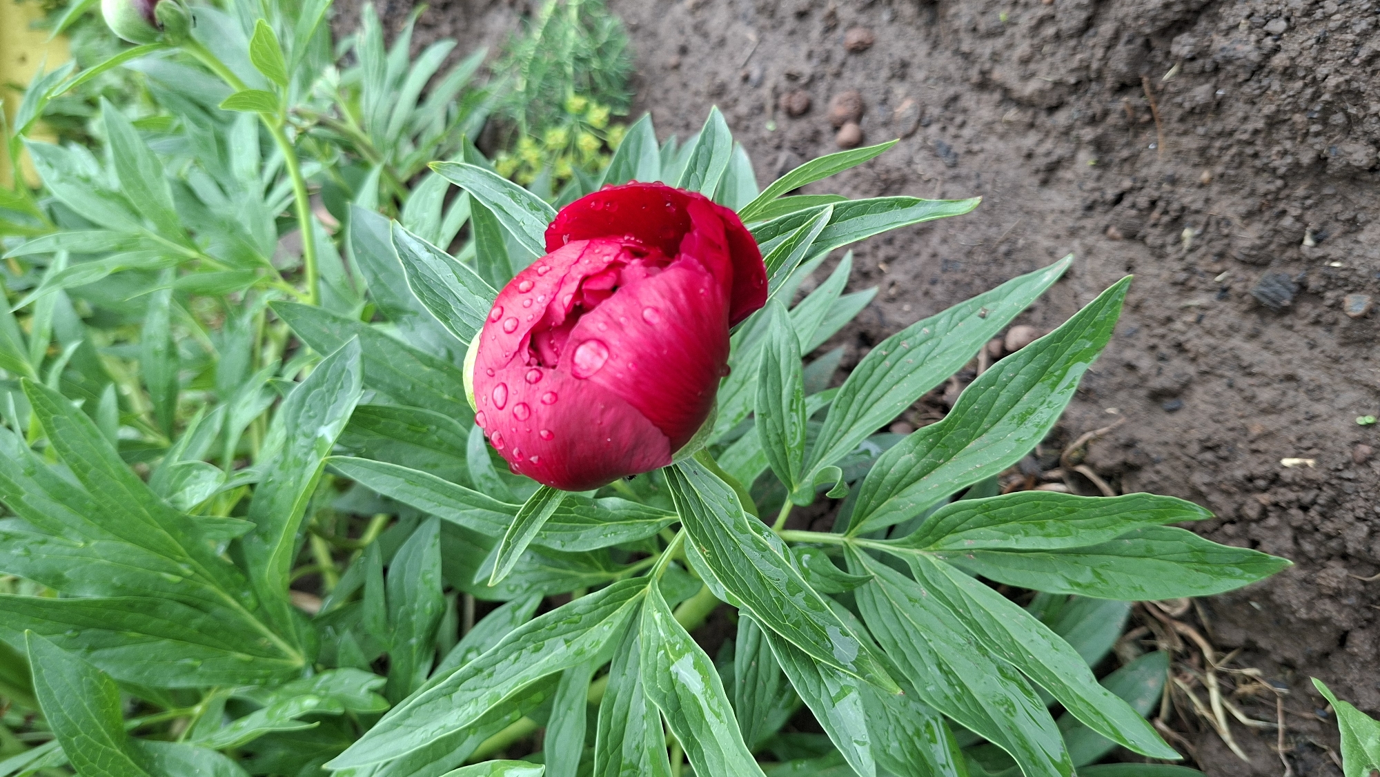 A close-up photograph shows a partially-opened, red peony flower bud covered in water droplets, surrounded by green leaves in a garden setting. Bare soil is visible to the right. The photograph was taken in Большой Букор, Russia.