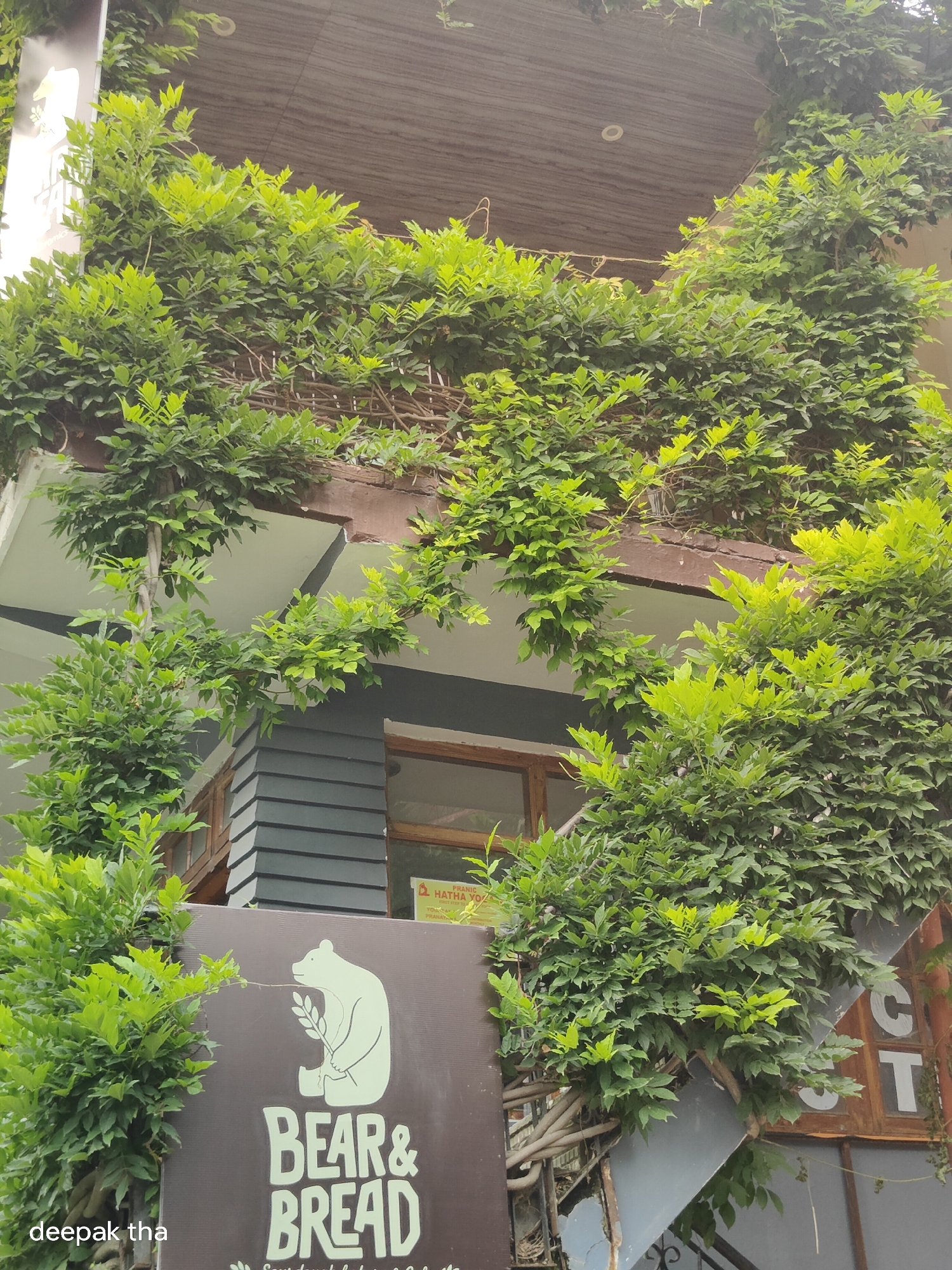 The image depicts the exterior of a building in Vashisht, India, heavily adorned with lush green foliage. The building appears to be multi-story, with a dark, possibly wooden, ceiling visible at the top. Several balconies or overhangs are covered in dense green vines and leafy plants. The architecture features a section with dark horizontal siding and a window with a wooden frame. A prominent sign, dark brown in color, displays a white silhouette of a bear holding a stalk of wheat, with the text "BEAR & BREAD" written below it. There is also a smaller sign with text in yellow and red, possibly indicating a yoga studio. Another portion of the building shows a sign with the letters "CT" visible. The lower left corner of the image has a watermark that reads "deepak tha." The overall impression is one of a building integrated with nature, with plants cascading over its facade.