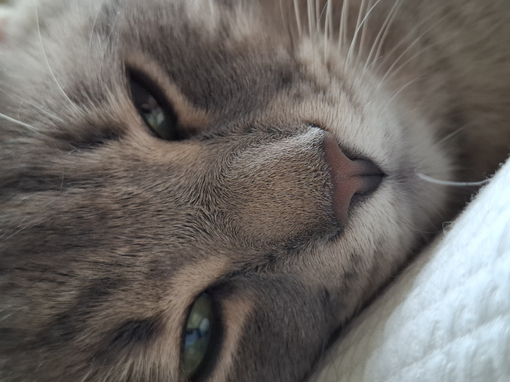This close-up portrait features the face of a cat, captured from a slightly tilted angle. The cat's fur is a blend of grey and brown tones, with visible darker tabby markings particularly around its eyes and across its forehead. Its eyes are a distinct green color, appearing relaxed and partially open, suggesting the cat is either resting or on the verge of sleep. A pinkish-brown nose is prominent in the center, showing fine textured details. Numerous long, delicate white whiskers extend from the cat's muzzle, some appearing slightly out of focus due to the shallow depth of field, which places primary emphasis on the eyes and nose. On the right side of the frame, a soft, white fabric, likely a blanket or pillow, is visible, contrasting gently with the cat's fur. The overall lighting is soft and even, highlighting the intricate details of the cat's fur and features. The cat's expression conveys a sense of peacefulness and tranquility. No text is visible in the image.
