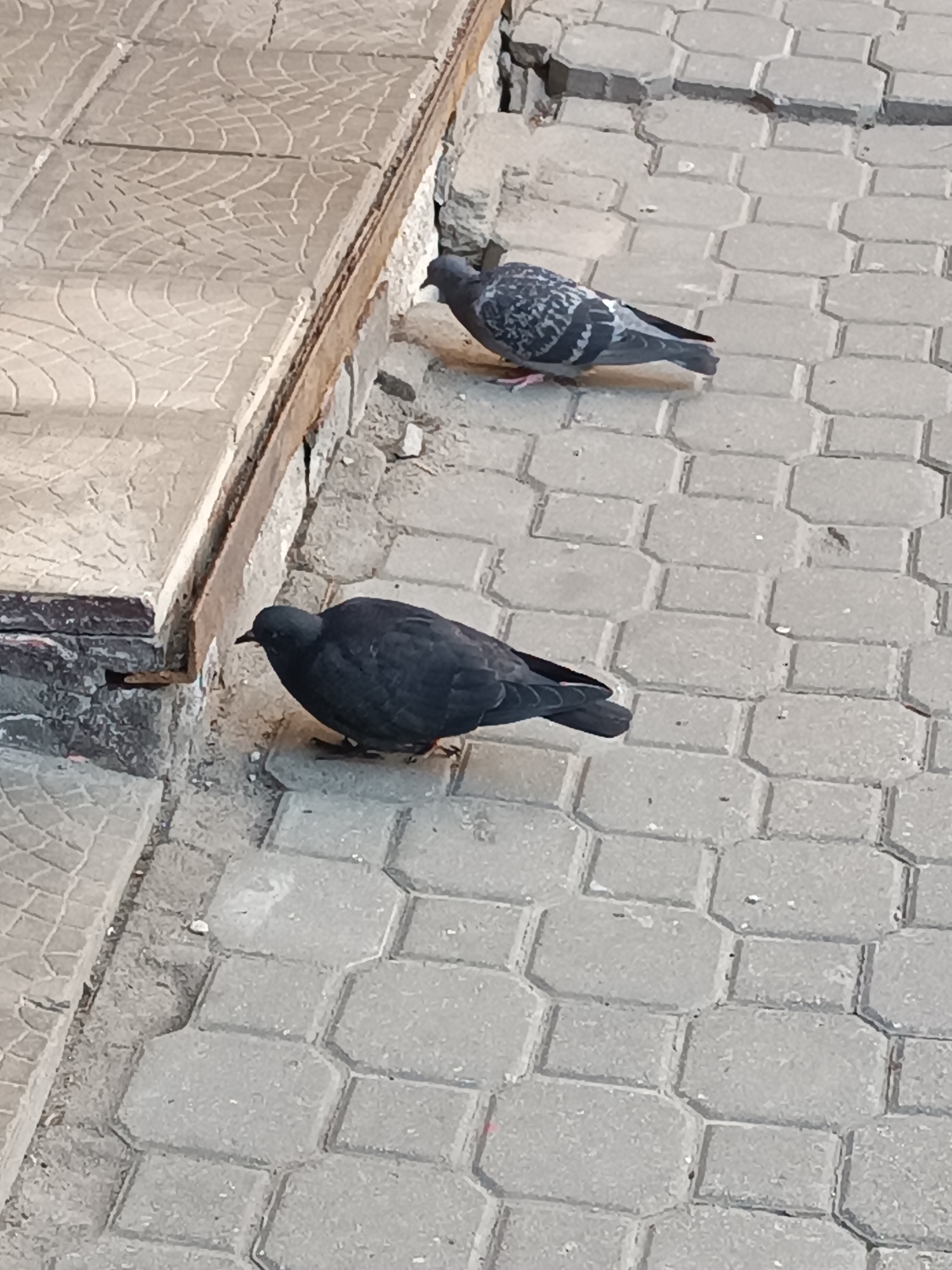 The image shows two pigeons on a paved surface. The pigeon in the foreground is solid black. The pigeon in the background is a grey and white checkered pattern. The paving appears to be made of grey blocks with a patterned texture. A concrete slab is on the left side of the image. The scene appears to be in an urban environment.
