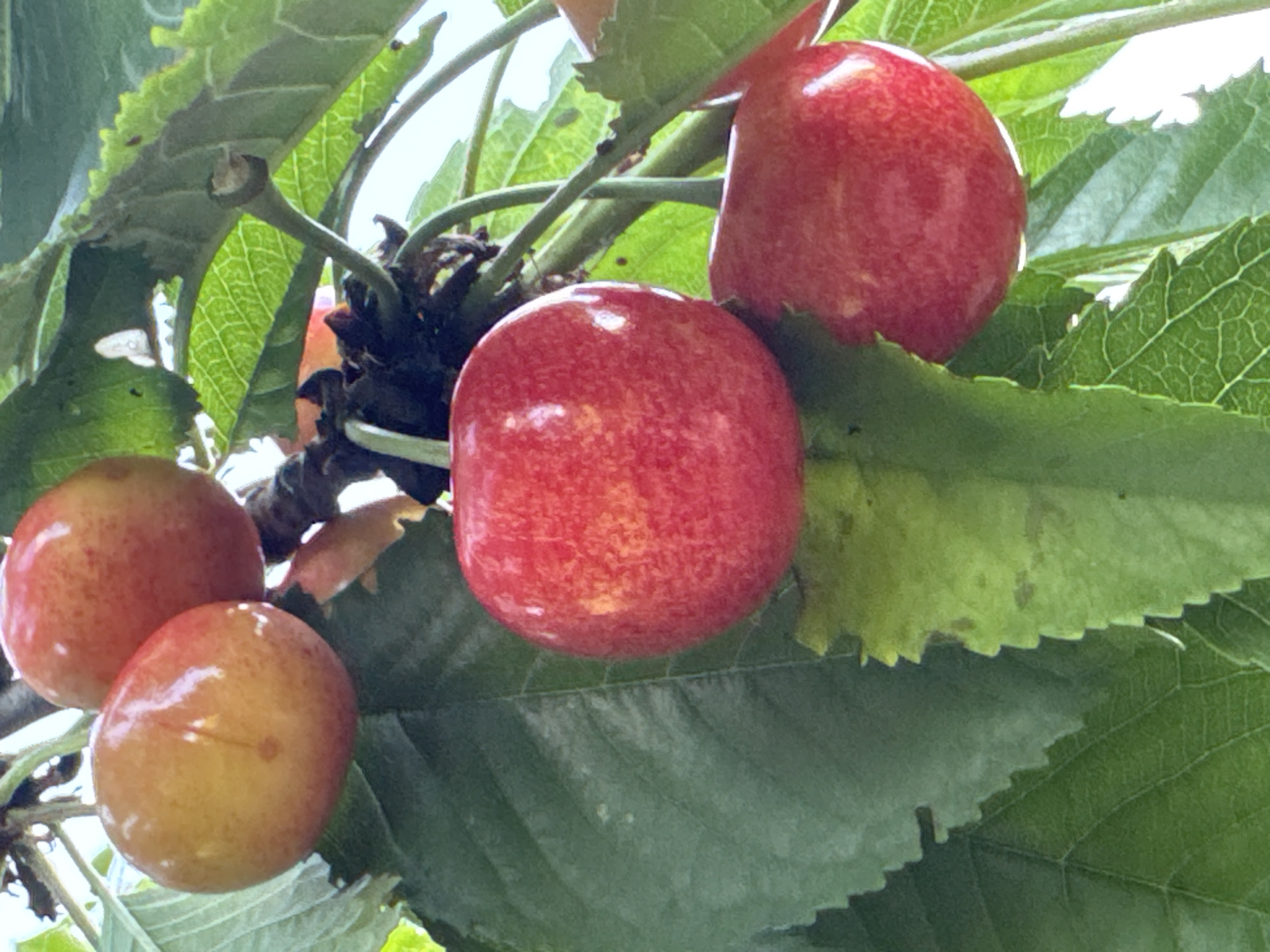 A close-up shot shows a cluster of ripe cherries hanging from a tree branch, surrounded by green leaves. The cherries are a mix of red and yellow hues, with some appearing more deeply colored than others. The leaves are vibrant green and have a serrated edge. The background is out of focus, suggesting a bright, natural setting. The image appears to be taken outdoors in a natural environment.