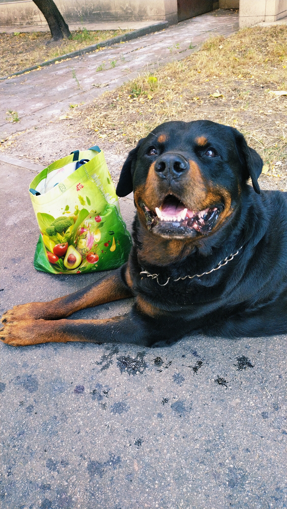 A Rottweiler dog lies on asphalt next to a grocery bag with an image of vegetables. The dog is black with tan markings, wearing a silver chain collar. It has its mouth open, panting. The grocery bag is green and features illustrations of broccoli, tomatoes, and an avocado. The background shows a paved walkway, dry grass, and a concrete structure, consistent with an outdoor urban environment. The lighting suggests it is daytime.