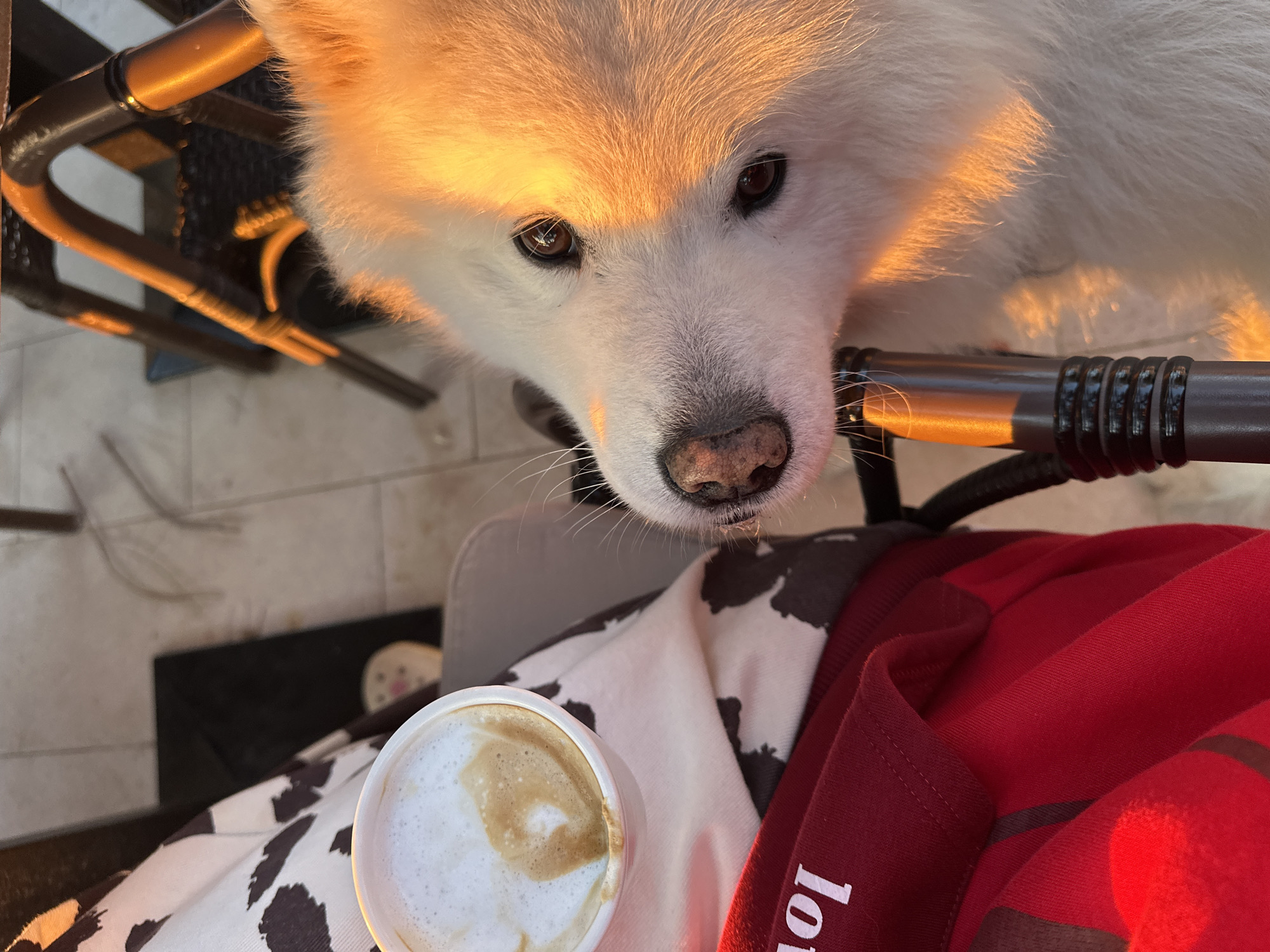 A close-up, high-angle shot features a fluffy white dog's head positioned above the lap of a person holding a paper cup of cappuccino. The dog's face, illuminated by a warm, golden light source from the upper left, fills a significant portion of the frame. Its dark eyes are visible, and the focus is sharp on its nose and whiskers. The person's lap is partially visible, showing a white shirt with black cow-like spots and a corner of a red shirt with white lettering. The cup of cappuccino with latte art is positioned at the lower left corner of the image. The setting includes elements of outdoor seating, such as a metal chair frame with dark-colored woven detailing, suggesting a cafe or patio. The environment appears sunny. The city or country of Bar, Montenegro is not discernible from visual cues in the image.