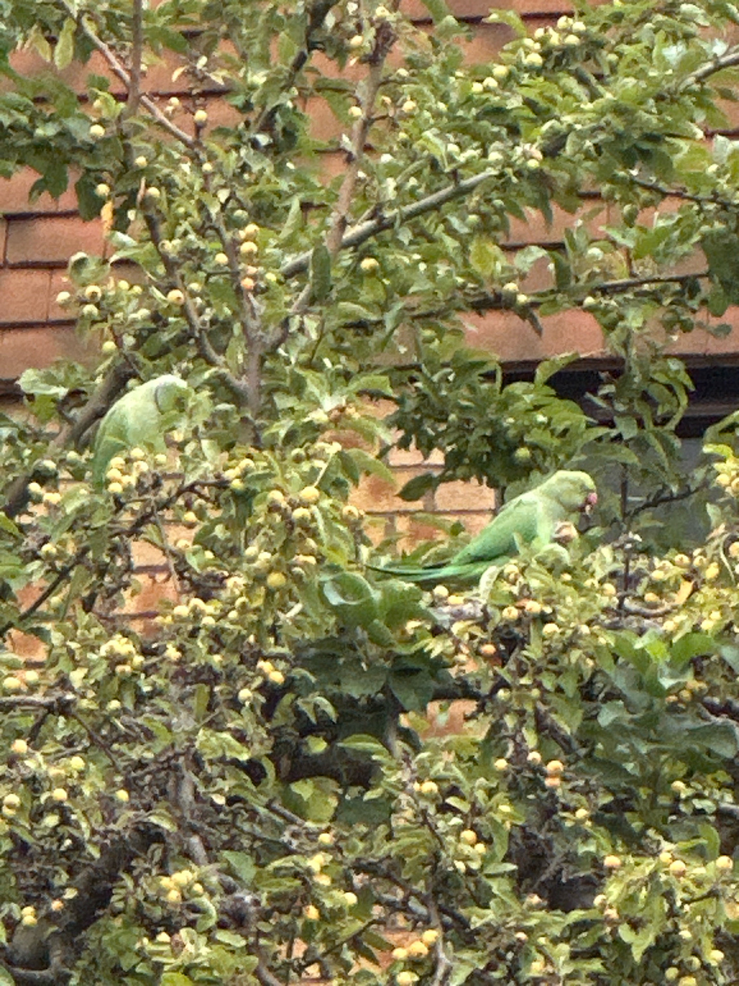 The image shows two green parrots perched on branches of a tree laden with small, yellowish-green fruits. The parrots are facing different directions; the one on the left is looking to the left, while the one on the right is looking down and to the left, appearing to eat. The background consists of a reddish-brown brick wall. The scene is outdoors, likely in a garden or park setting, given the presence of the tree and fruits.