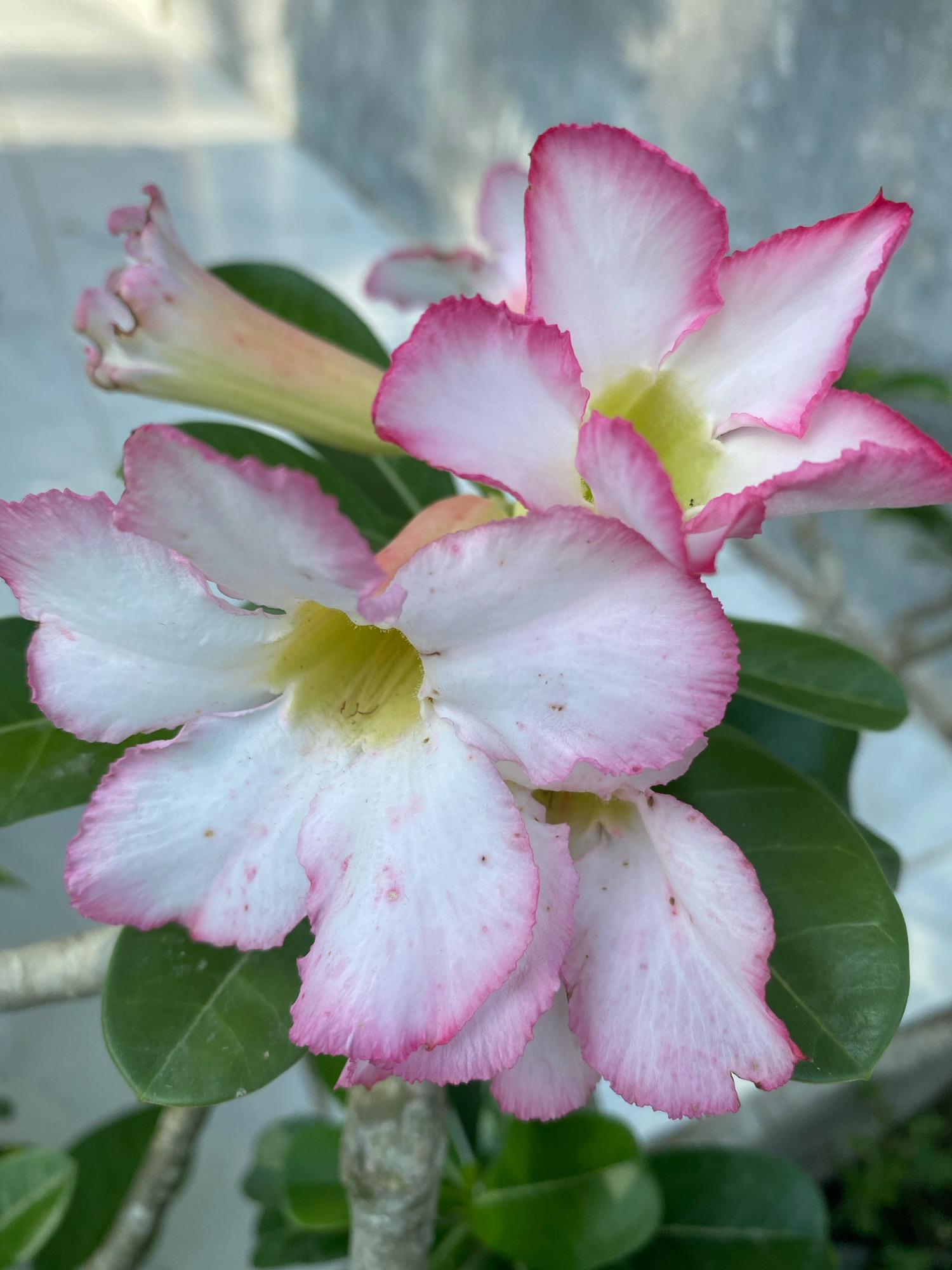 A close-up, eye-level shot features a cluster of desert rose flowers, known scientifically as Adenium obesum, in full bloom. The flowers exhibit a gradient of color, transitioning from white at their centers to a vibrant pink at the edges of their petals. The petals have a ruffled appearance, and subtle veins are visible. A few unopened buds, elongated and pale pink, are also present. The flowers are supported by green, leathery leaves. The background is softly blurred, with hints of a light-colored, textured surface, possibly a wall or pavement, suggesting an outdoor setting. The lighting appears to be natural daylight, casting soft shadows and highlighting the delicate textures of the petals. The location of Pantai Gading, Indonesia, is mentioned as a specific context, implying the photograph was taken in a tropical or subtropical environment where this plant thrives. No people or animals are visible in the image. The overall impression is one of natural beauty and tranquility.