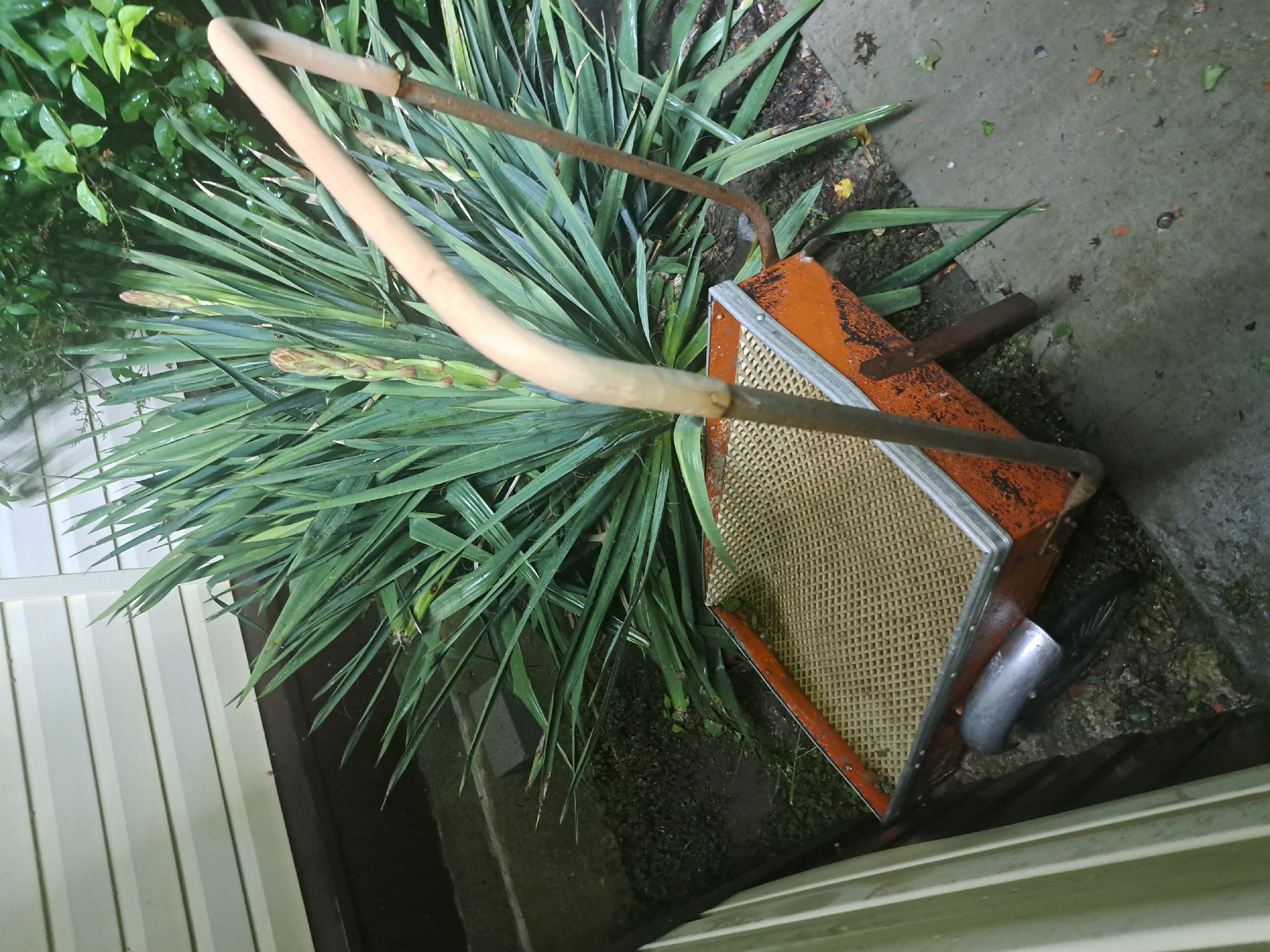 A rusty, orange-and-beige leaf sweeper leans against a house's tan siding, partially obscured by a large spiky green plant, possibly a yucca, outdoors. The ground is partially concrete with some leaf litter and dirt visible. The location cannot be verified as Leningradskaya, Russia without further information.