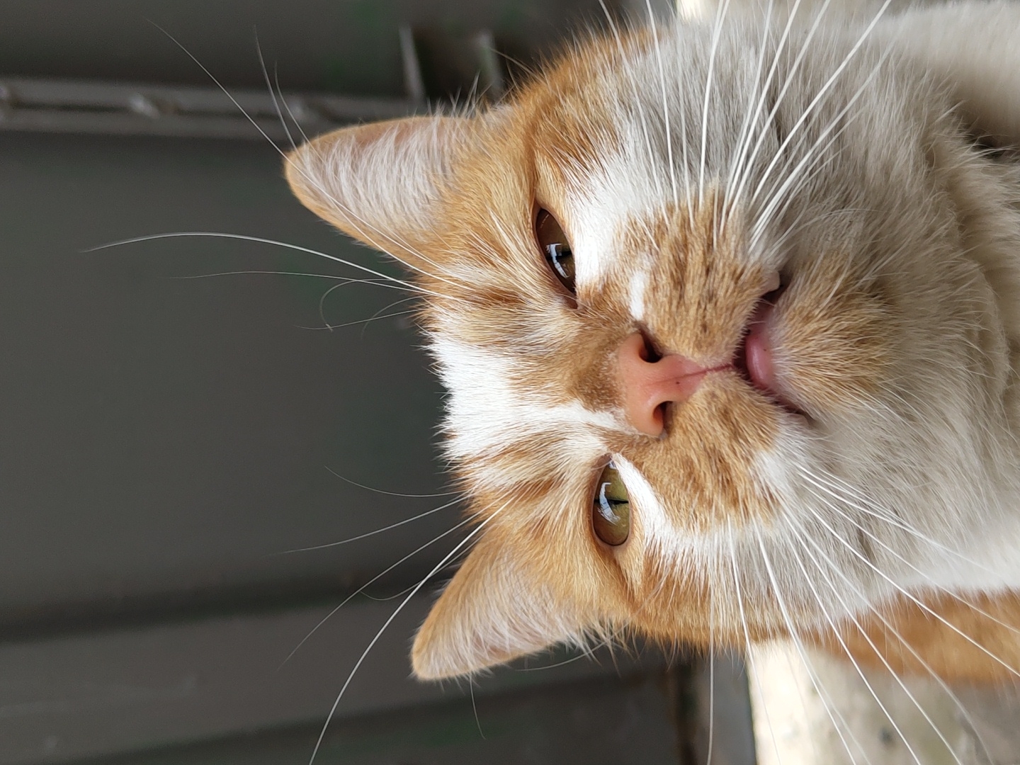 The image depicts a close-up of a cat's face. The cat is orange and white, with a pink nose and long white whiskers. The cat's head is tilted, giving a slightly upside-down view of its face. The background is a blurry grey color. There are no indications of a city or other specific location.