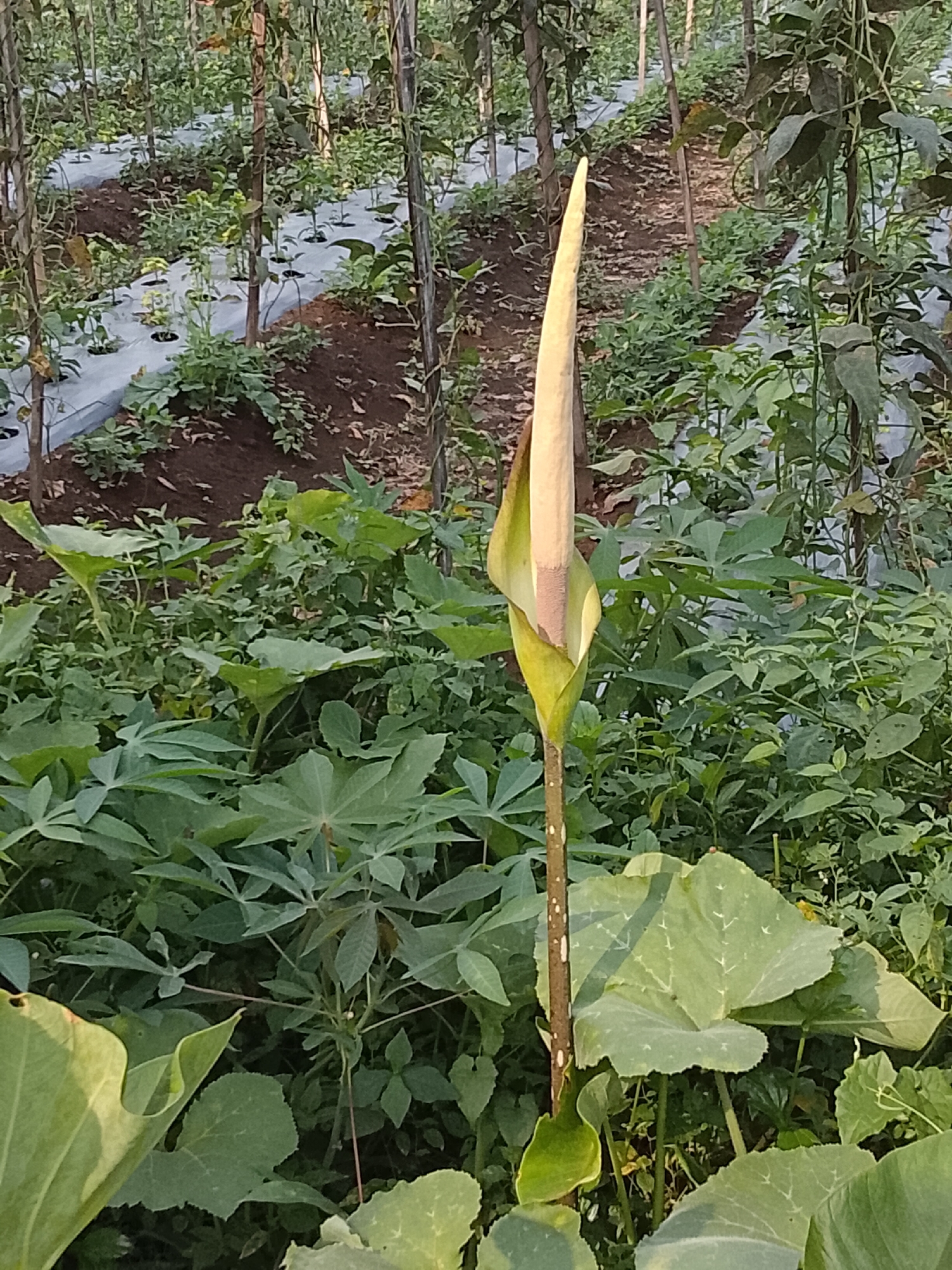This is an outdoor, medium shot photograph of a plant in what appears to be a garden or agricultural setting. The plant in the foreground has a tall, pale, spire-like bloom emerging from a large, green spathe. The bloom is the primary subject, positioned slightly off-center to the right. The stem of the plant is visible and appears spotted. Surrounding the main plant are numerous green leaves of varying sizes and shapes, some of which are large and lobed, suggesting different plant species. In the background, rows of plants are visible, separated by narrow pathways. The pathways are covered with a white plastic mulch, a common agricultural practice for weed suppression and moisture retention. The ground appears to be dark soil. The overall environment suggests a cultivated field, possibly for produce. The lighting indicates it is daytime, with sunlight casting some shadows. The location is identified as Padang Dalom, Indonesia. There are no people visible in the image, nor any obvious actions or interactions taking place. The scene is static and focuses on the botanical subject.