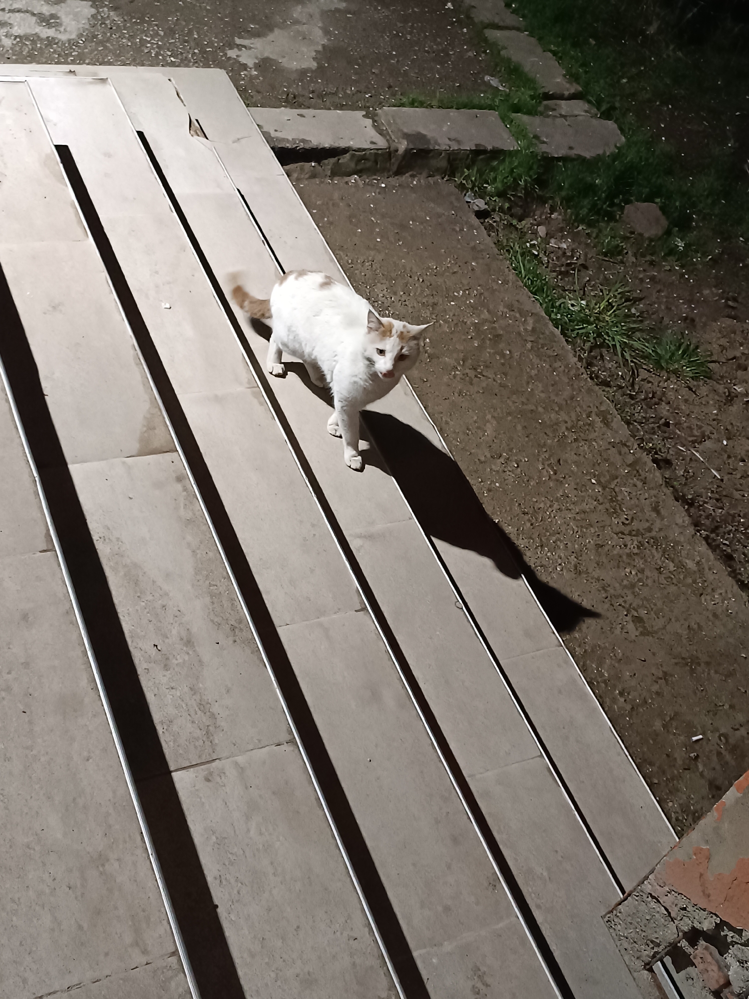 A white and tan cat is standing on the top of a set of five concrete stairs with aluminum edging. The cat is looking up and to the left. The stairs lead to a concrete patio with some vegetation growing along the edge. The scene appears to be at dusk or at night. The location is the city of Sofia, Bulgaria.