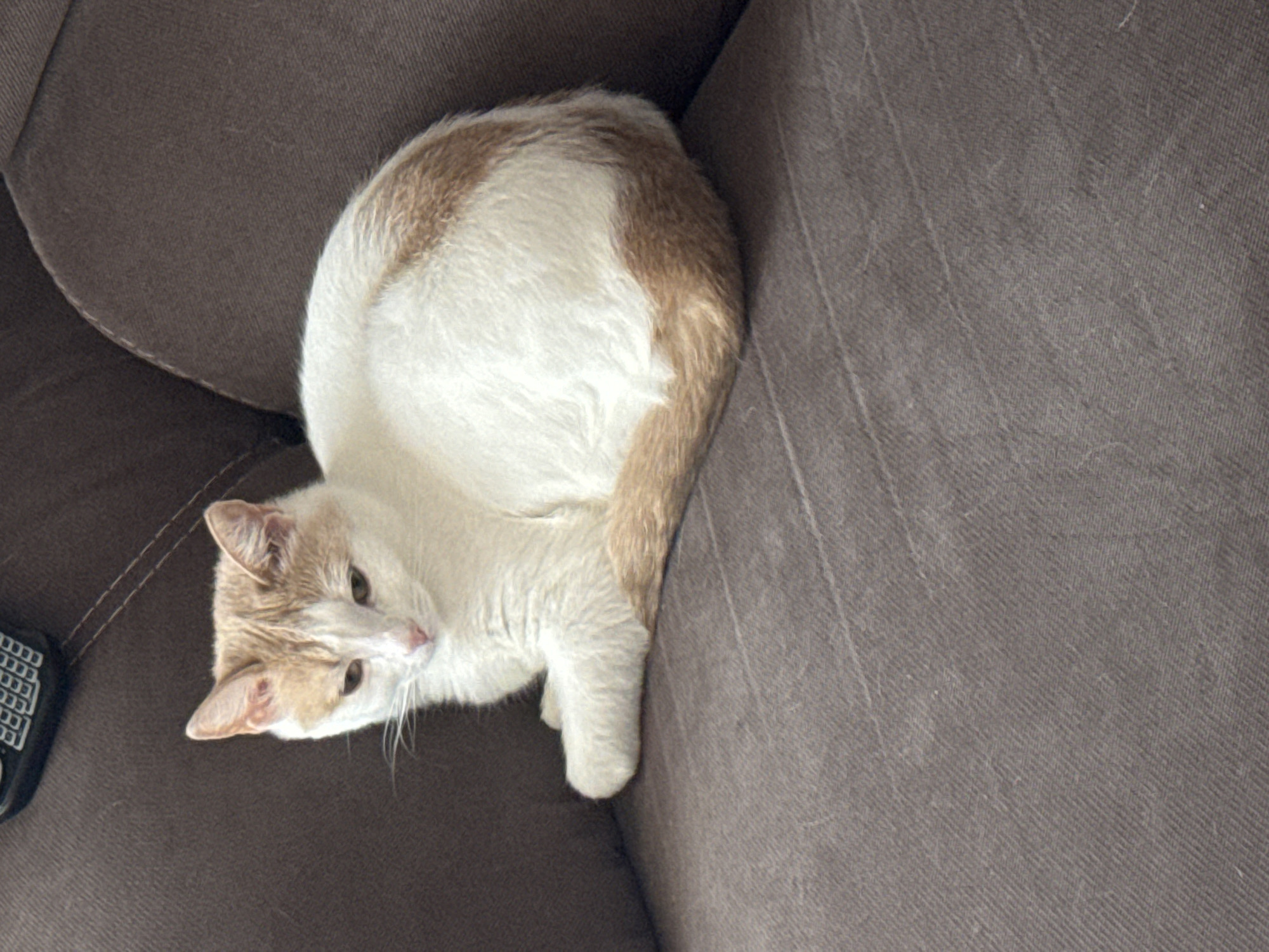 A white and orange cat is curled up on a brown sofa. The cat is facing to the left, with its head resting on its paws. Its tail is wrapped around its body. The sofa appears to be made of fabric and has a textured surface. A black object, possibly a remote control, is visible in the upper left corner of the image, partially on the sofa. The background is out of focus. There is no information in the image to suggest a location in Moscow, Russia.