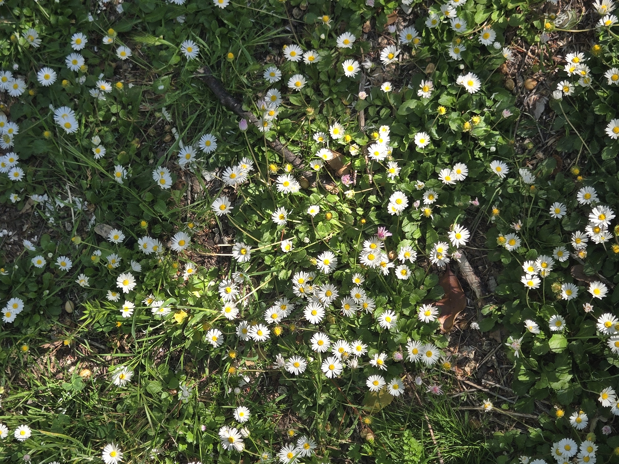 The image depicts a field of daisies interspersed with grass and other greenery. The daisies are predominantly white with yellow centers. The grass is various shades of green, with some blades taller than the daisies. There are also some brown twigs or debris scattered amongst the plants. The scene is well-lit, likely by sunlight.
