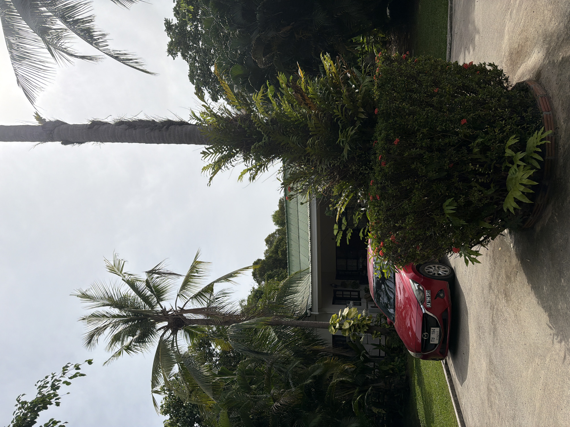 This image shows a red car parked on a paved driveway next to a lush garden. The scene is set in Baan Bo Phut, Thailand, and the environment suggests a tropical location with tall palm trees and dense foliage. The car, a Mazda, is parked in front of a building with a green metal roof, likely a house or a guesthouse. The sky is overcast, indicating a cloudy day. The time of day is likely daytime, given the lighting conditions.
The subjects of the image are the red car and the natural environment. The car is a prominent object in the foreground, and its make and model are visible. The surrounding vegetation, including palm trees and flowering bushes, dominates the background. There are no people visible in the image, and no specific activity or event is taking place.
Notable details include the tropical flora, the parked car, and the overcast sky. The presence of palm trees and the dense greenery are strong indicators of a tropical setting. The car's license plate is visible, displaying the text "AA 194 SRT" and Thai characters. The overall mood of the image is serene and peaceful, reflecting the quiet ambiance of a residential area in a tropical climate. The lighting suggests it is daytime.