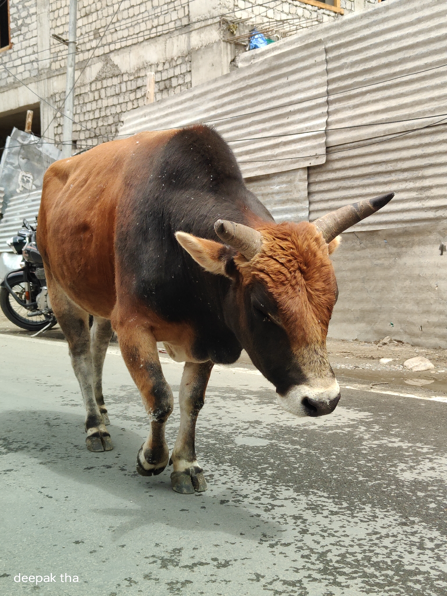 A brown and black bull with curved horns walks on a paved street in Leh, India. The bull's body is predominantly brown, with a dark, almost black, section covering its back and shoulders. Its head is lowered, and its eyes are partially closed. The street surface is wet and speckled with darker patches. In the background, a corrugated metal wall and a brick building are visible. A motorcycle is parked to the left of the bull. The overall scene suggests a typical urban streetscape in Leh.