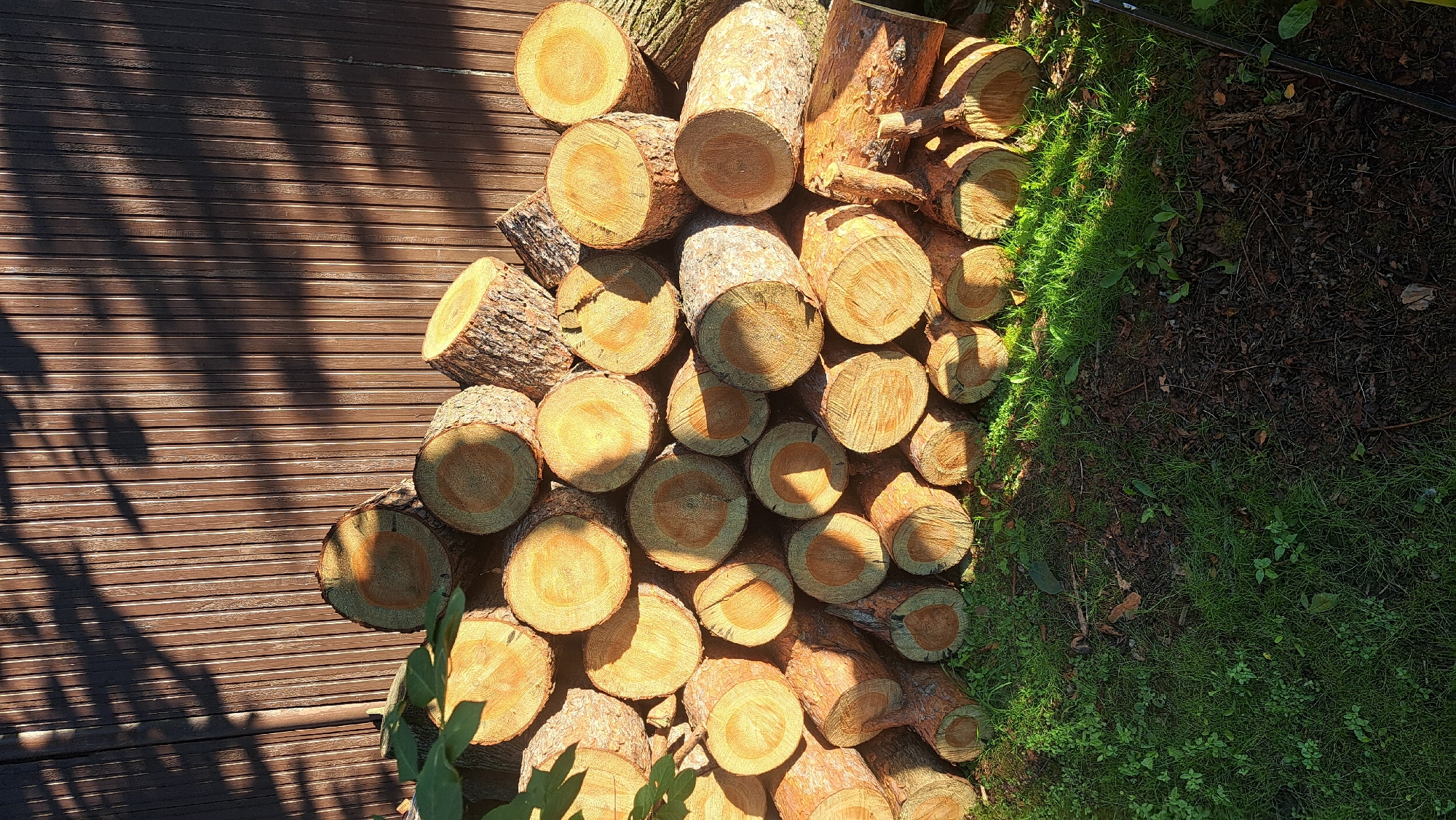 A pile of cut logs is stacked against a brown wooden fence in a grassy yard. The logs are various sizes, with some showing distinct growth rings and bark. Sunlight casts long shadows from tree branches onto the fence and the logs. The ground is covered in green grass and some dry leaves and twigs. The scene appears to be a backyard in the city of Korolyov, Russia. There are no people visible in the image.