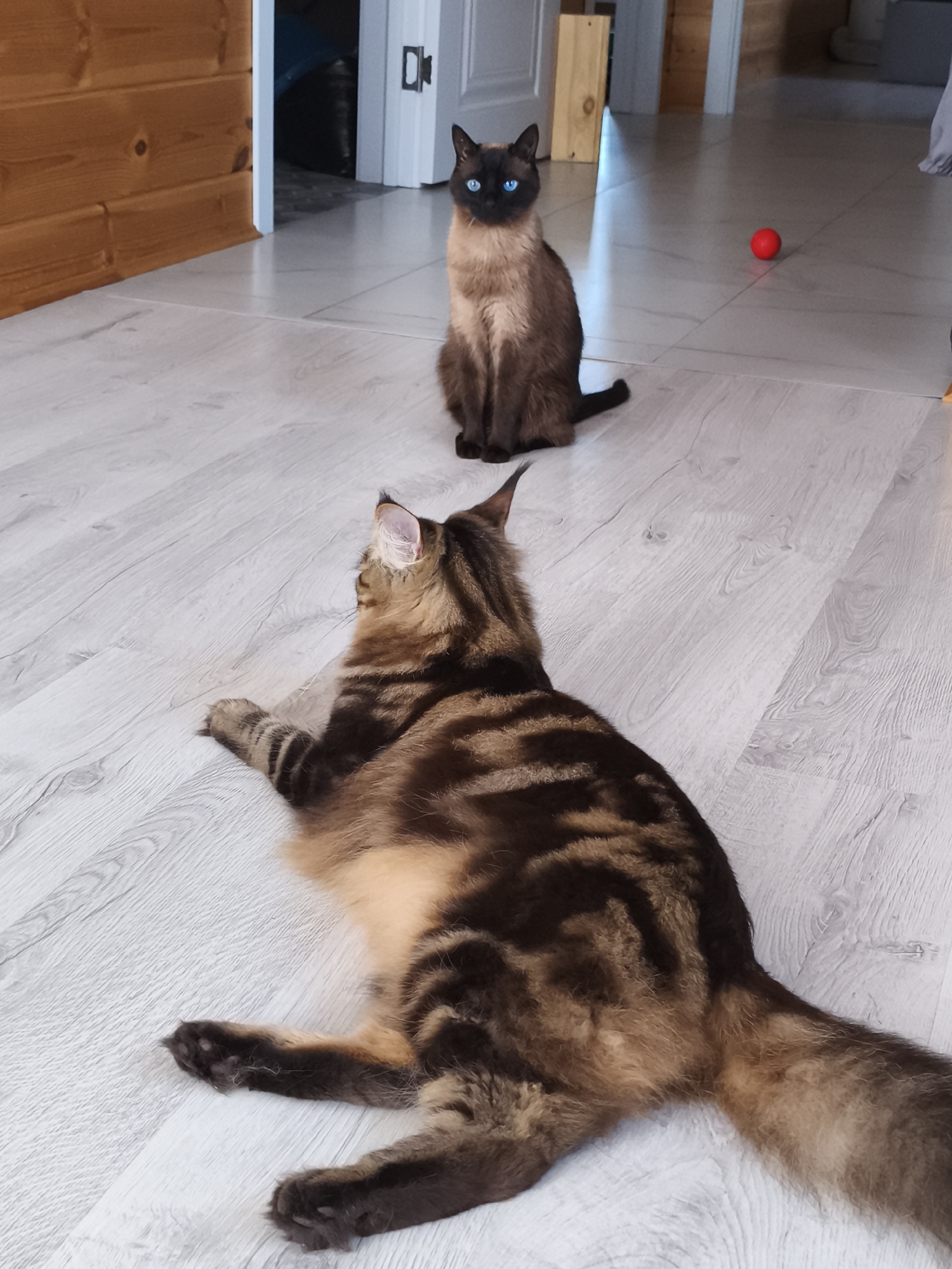 Two cats are on a light-colored wooden floor. One cat, a large Maine Coon with brown and black tabby markings, is lying down in the foreground, facing away from the camera. The other cat, a Siamese with dark brown points and bright blue eyes, is sitting upright in the background, facing the camera. A small red ball is visible on the floor between the two cats. The room appears to be indoors, with wooden paneling on the wall in the background and a doorway leading to another room. The scene is well-lit with natural light. The location is specified as Russkiy Vozhoy, Russia.