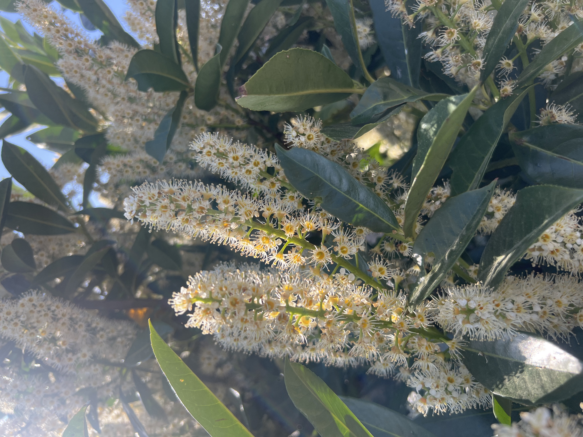 A close-up shot captures vibrant creamy white to pale yellow flowers blooming on dark green, glossy foliage, likely a Cherry Laurel (Prunus laurocerasus), under bright sunlight in North Norfolk, United Kingdom. The abundant small flowers are densely packed along elongated racemes, each exhibiting a spiky or star-like appearance due to prominent stamens and numerous delicate filaments. The plant's leathery, ovate leaves are visible, some catching sunlight and others providing a shadowed contrast. Strong sunlight creates luminous highlights on the petals and leaves, and distinct lens flare is present, particularly in the lower left and center of the frame, indicating the sun's direct or indirect presence. Patches of clear blue sky are visible through the foliage, suggesting a bright and sunny day. The overall scene depicts a thriving plant in full bloom in an outdoor, natural setting. No text is visible in the image.