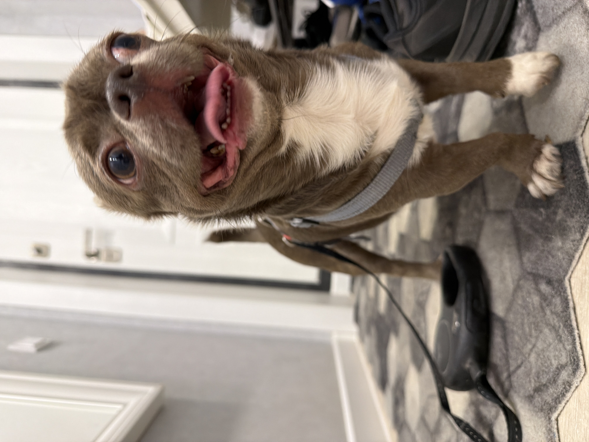 A gray and white Chihuahua dog stands on a gray rug with a leash attached to a harness. The dog's mouth is open with its tongue hanging out. The dog is indoors, possibly in a hallway. The location is not discernible from the image.