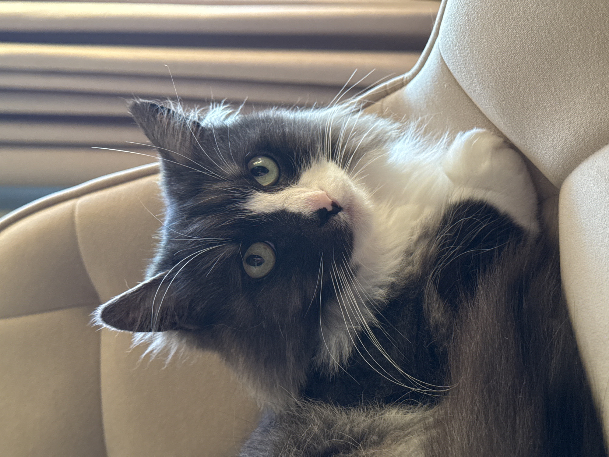 A gray and white cat is lying on a light beige chair. The cat is looking at the camera with green eyes. The location is not discernible.