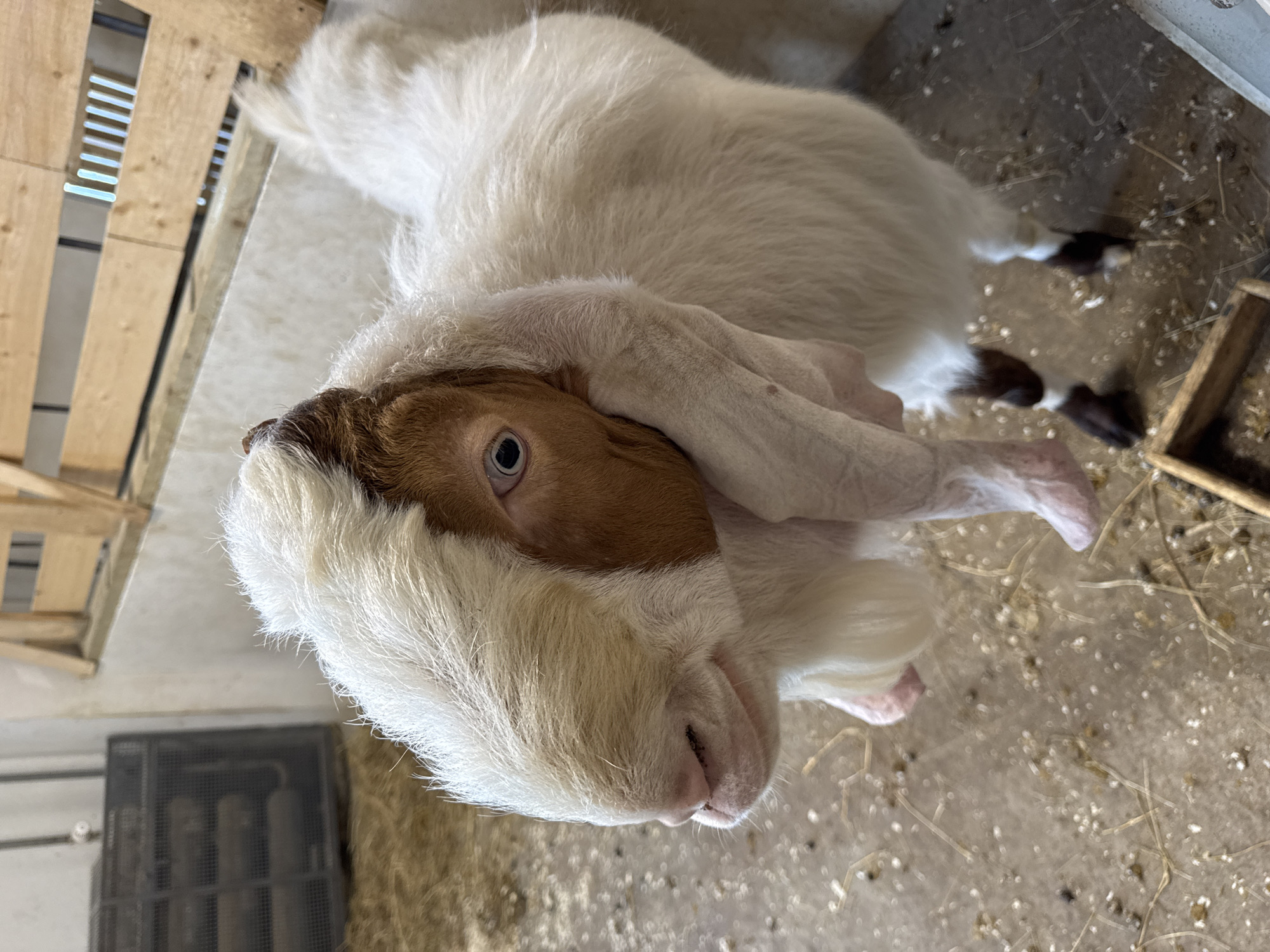 A light-furred goat with brown markings on its head and black-tipped hooves lies on a concrete floor speckled with straw and debris. The goat is positioned with its head facing the lower center of the frame, tilted upwards to the camera. The environment includes a wooden structure visible in the upper left, a metal grate in the lower left, and a wooden trough on the right side of the image. There is no information to suggest that the location is in the city of Perm, Russia.