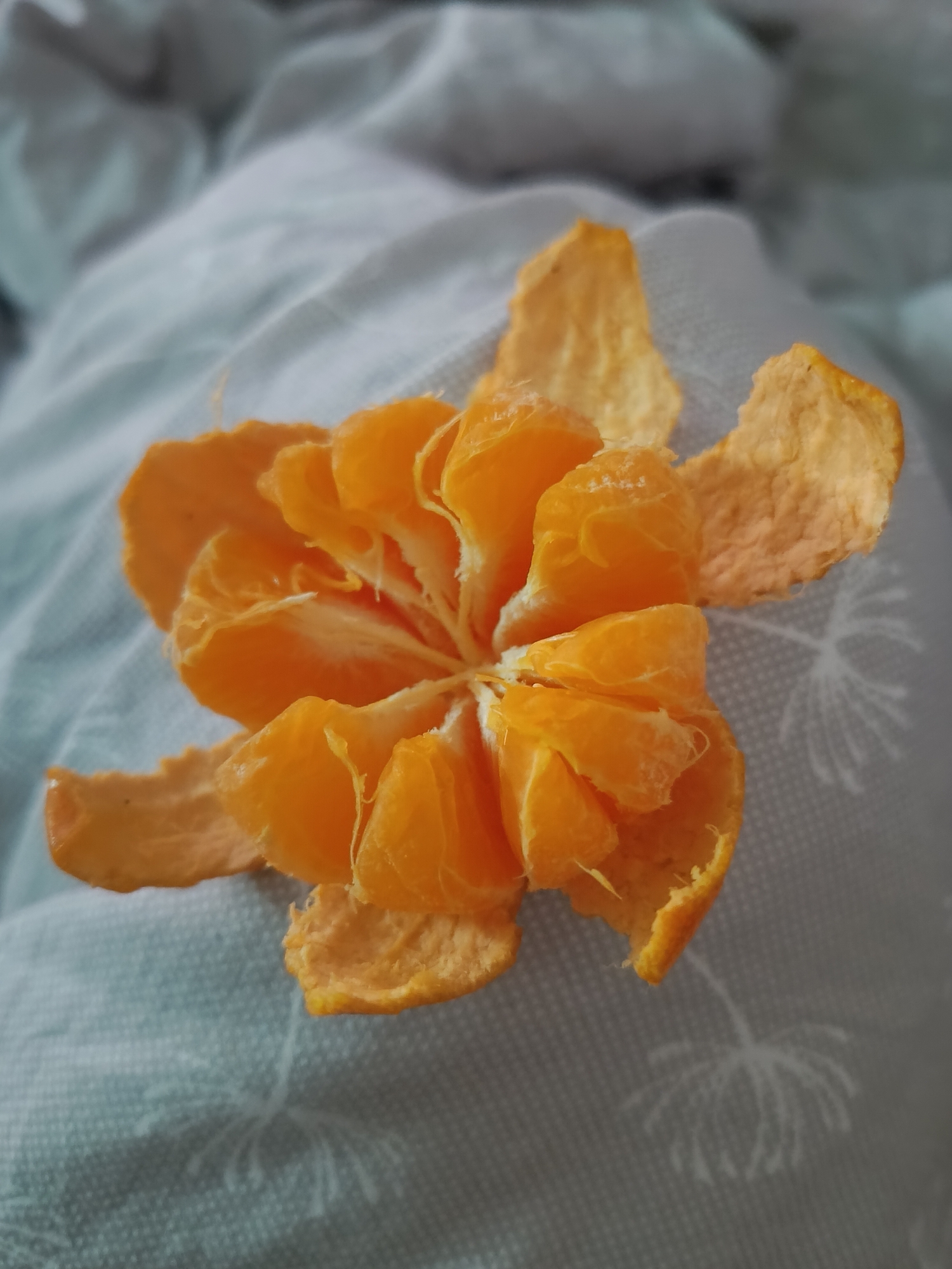 A close-up, eye-level shot captures a partially peeled mandarin orange or tangerine resting on a light grey or light blue textured fabric, likely a blanket or duvet cover, in an indoor setting in Chaikovsky, Russia. The vibrant orange fruit is arranged to resemble a blooming flower, with its segments separated but largely connected at the base, surrounded by its detached peel. The peel is spread outwards, forming a natural frame or "petals" around the central fruit, showcasing its rough, porous texture and hints of white pith.
The fabric beneath the fruit features a subtle, light-colored pattern, possibly depicting abstract floral or dandelion-like motifs, adding a gentle decorative element to the background. The lighting is soft and diffused, creating minimal shadows and highlighting the vivid orange color of the fruit against the muted tones of the fabric. The background is softly blurred, keeping the focus entirely on the fruit. There are no people visible, and no text is present in the image. The time of day is not discernible, but the soft illumination suggests a calm and relaxed ambiance.