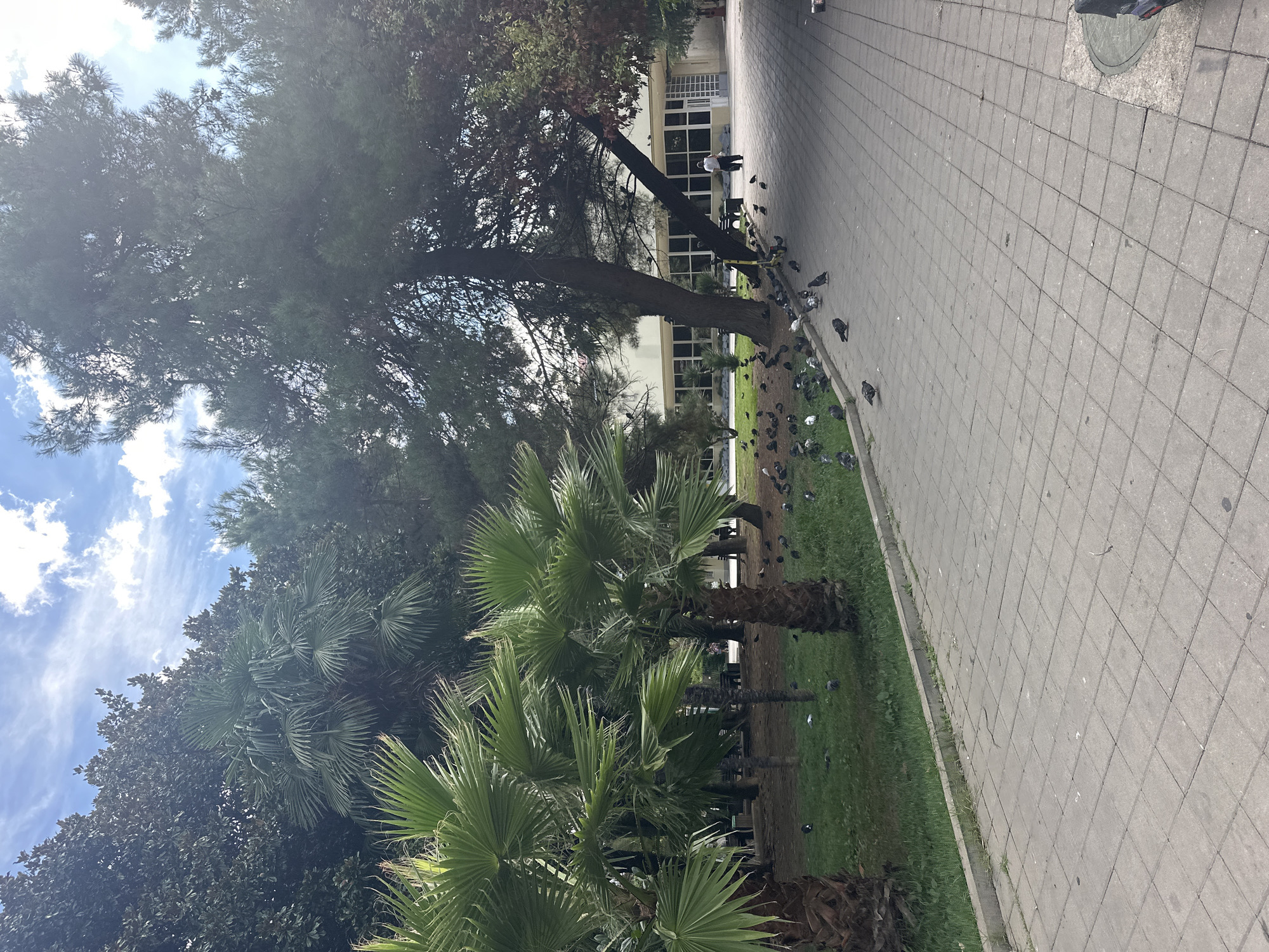 A paved walkway with a grassy area to the left is in the foreground of the image. Several pigeons are scattered across both the grass and the walkway. In the background, there is a building with large windows and a person walking away from the camera. Mature trees, including palm trees, are visible throughout the scene. The sky is partly cloudy. The image appears to be taken outdoors in a public space. It is not possible to determine the location as Sochi, Russia, from the visual information provided.